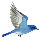 alt="Bluebird
