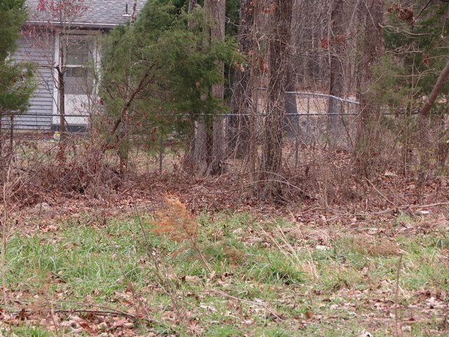 00 Maple  Bull Shoals, AR