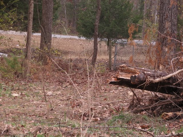00  Maple  Bull Shoals, AR