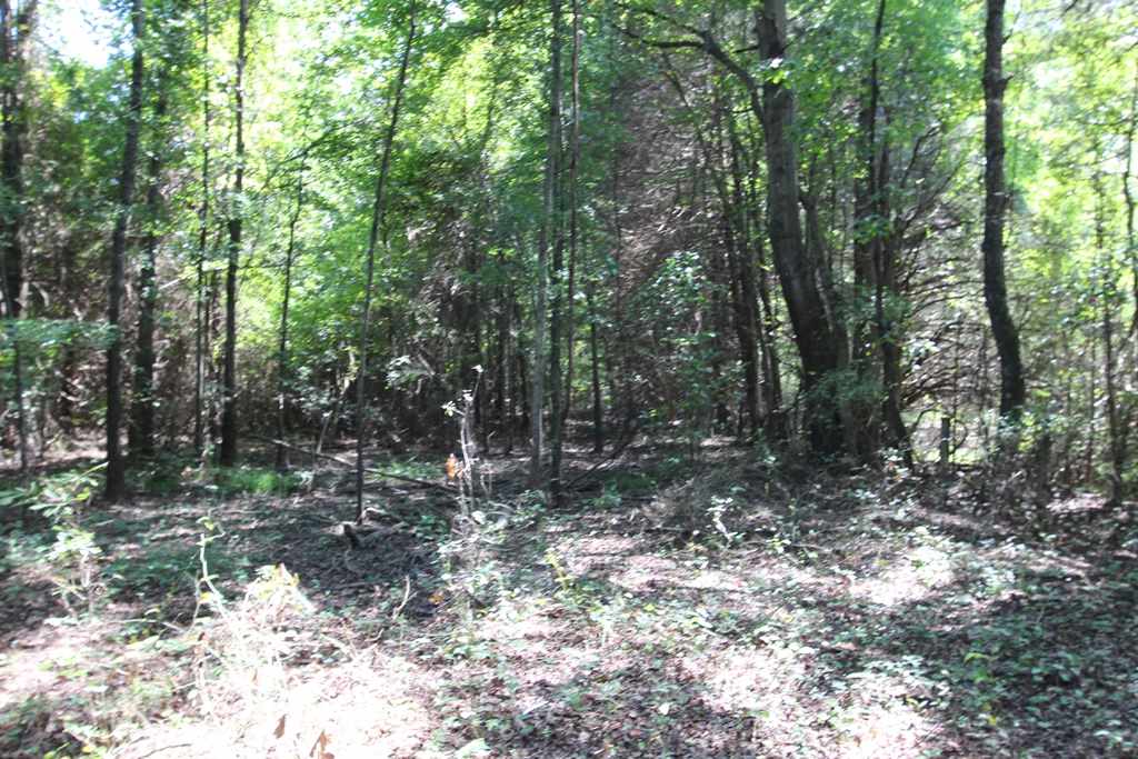 960  Doy B  Conway, AR