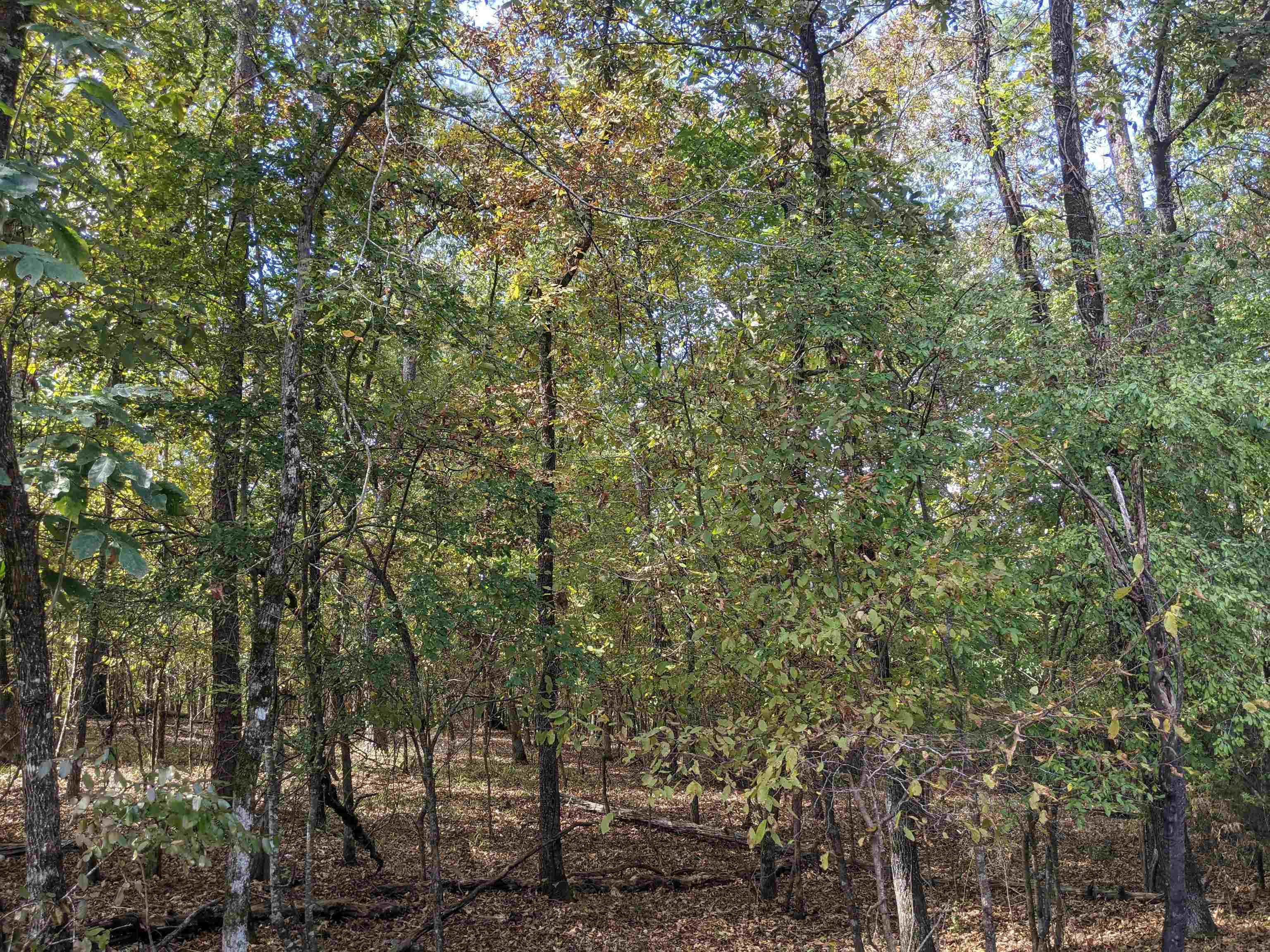 5  Darro  Hot Springs Village, AR