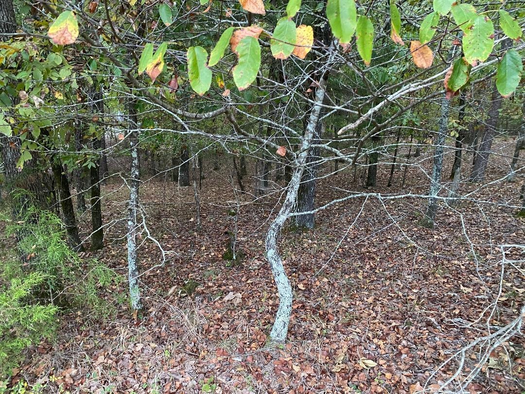 6  Princesa Lane  Hot Springs Village, AR