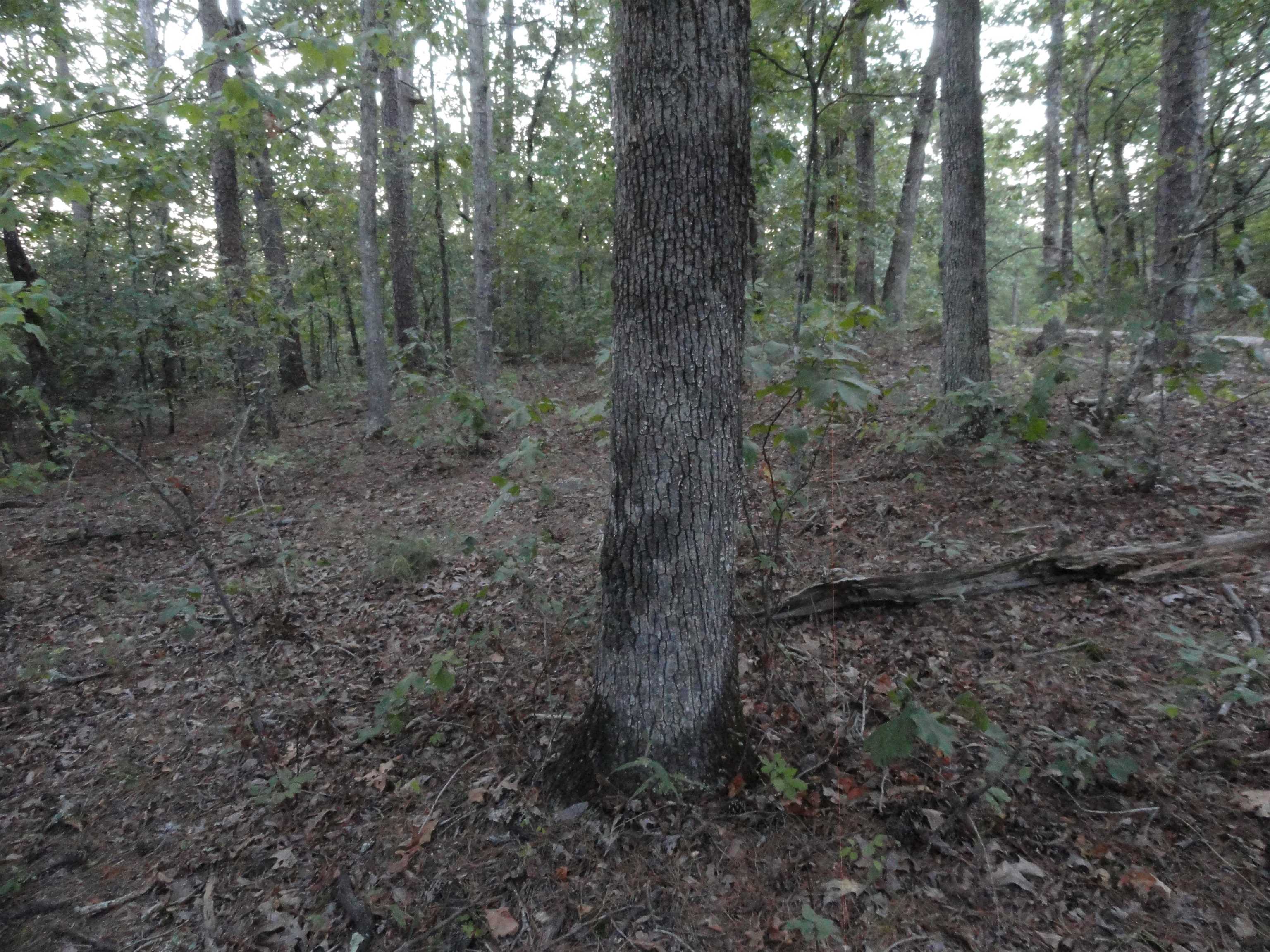 Goodman Realty Arkansas Goodman Realty Arkansas Executives strive to