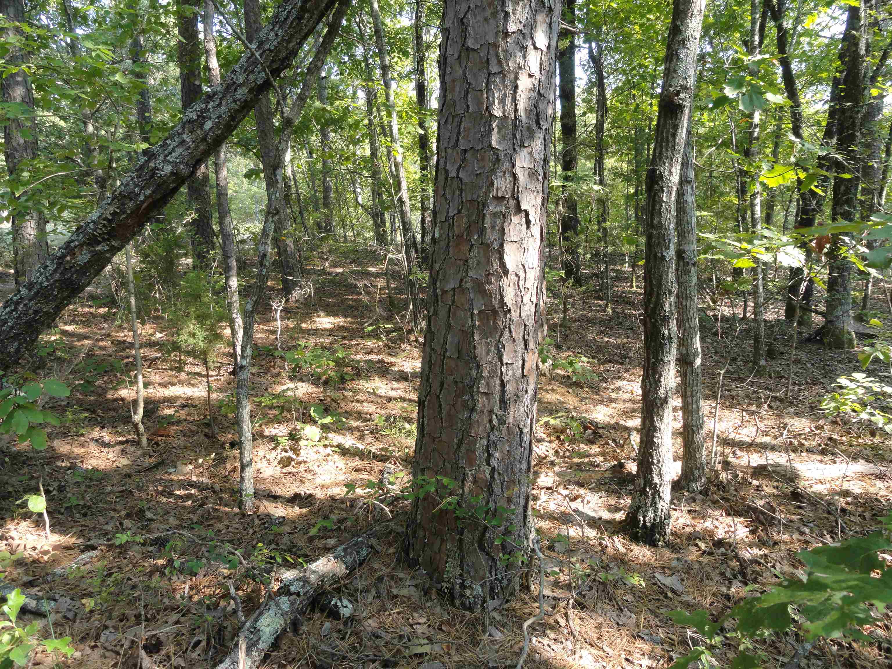 Goodman Realty Arkansas Goodman Realty Arkansas Executives strive to