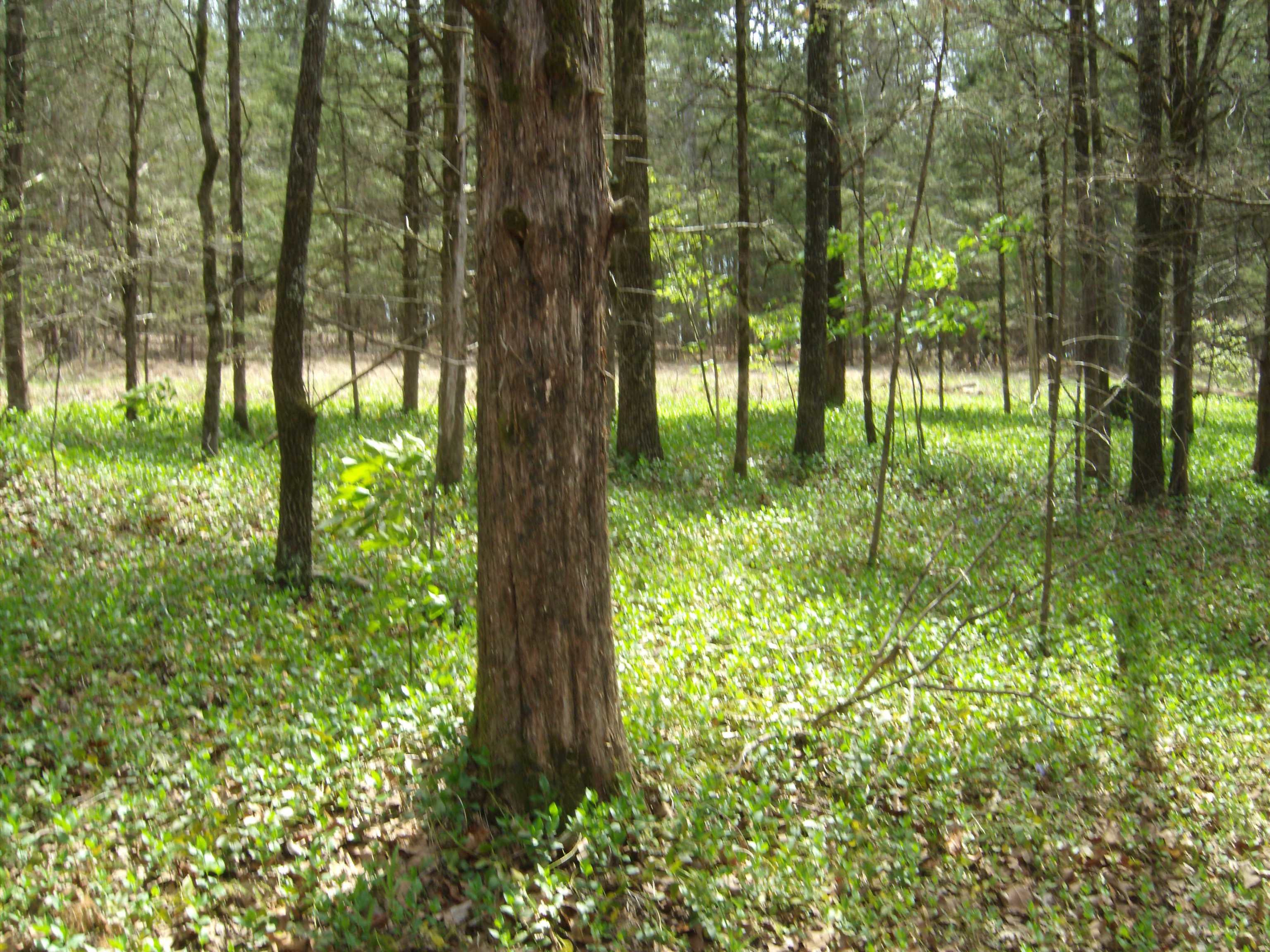 Old Hwy 25 W  Tumbling Shoals  Tumbling Shoals, AR