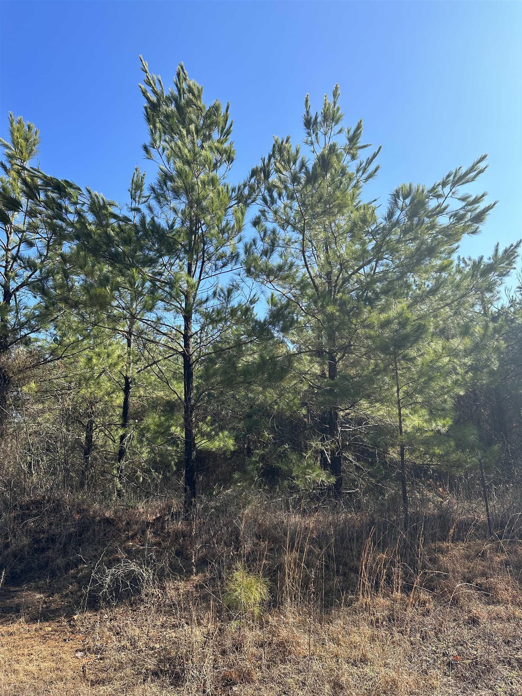 00  Nevada County 23  Prescott, AR