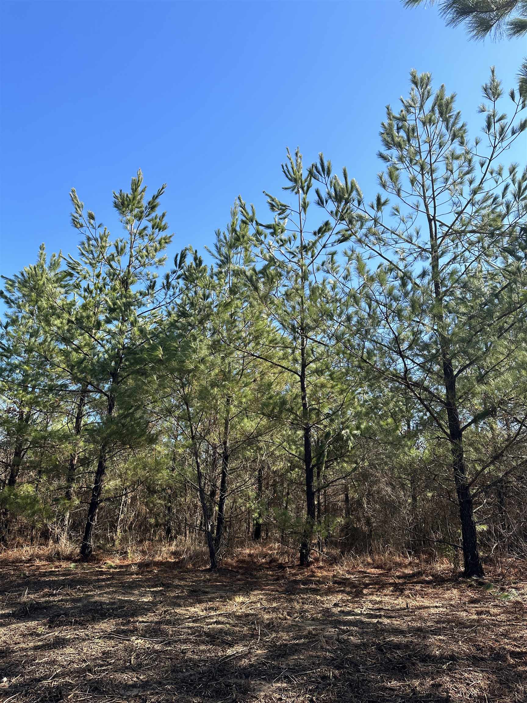 00  Nevada County 23  Prescott, AR