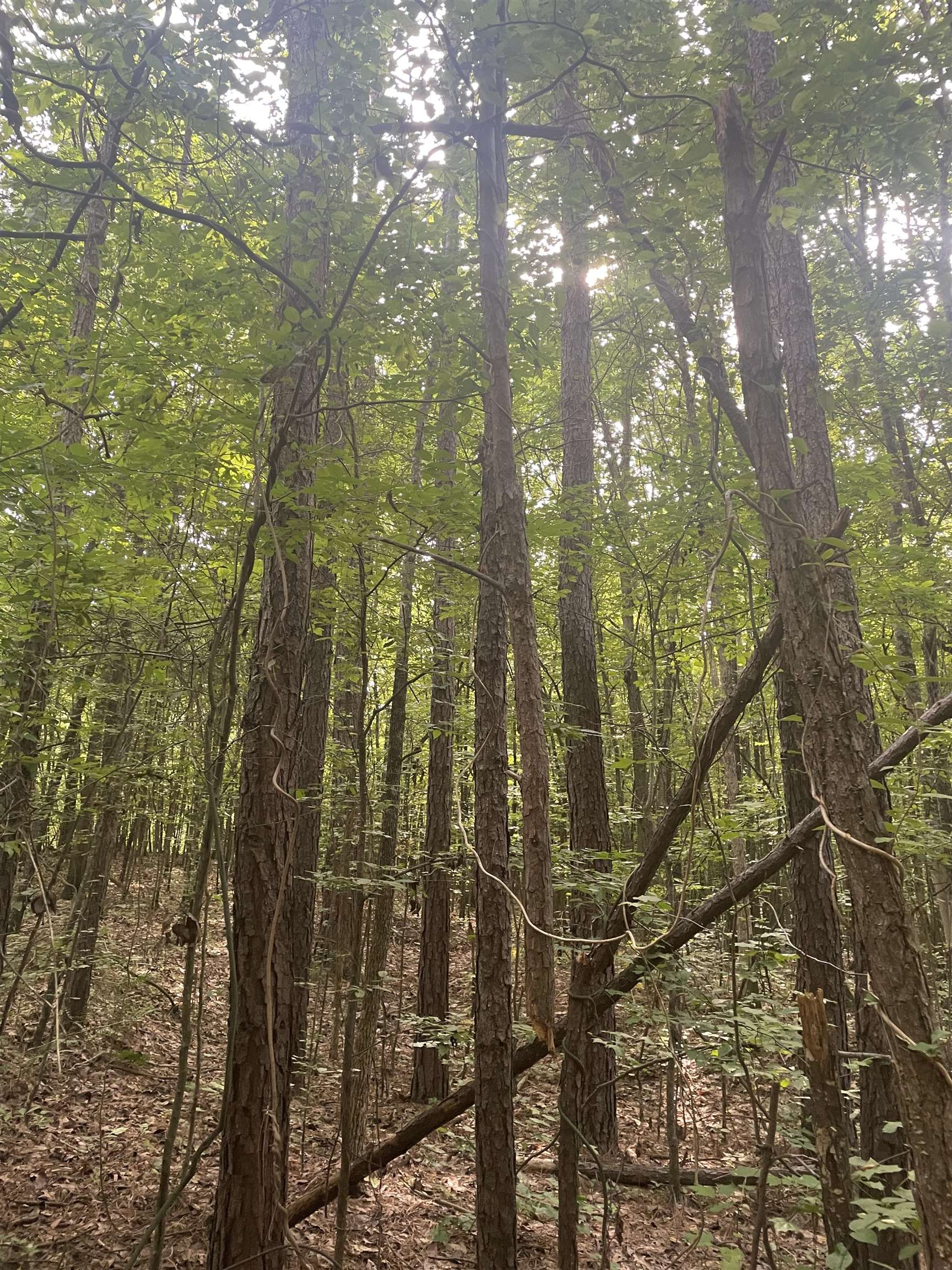 00  Deer Brook  Sheridan, AR