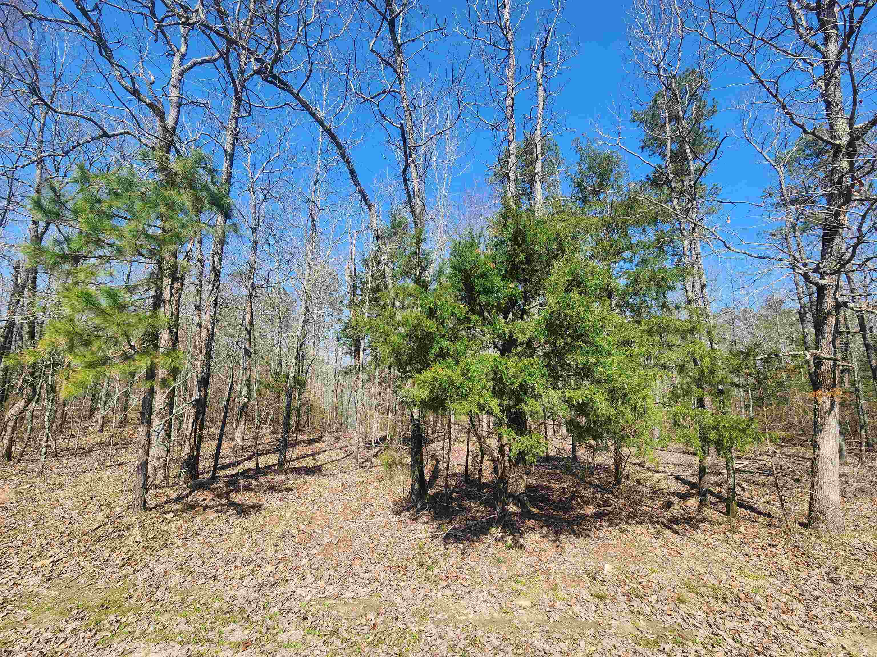 111  Tree Lakes  Searcy, AR
