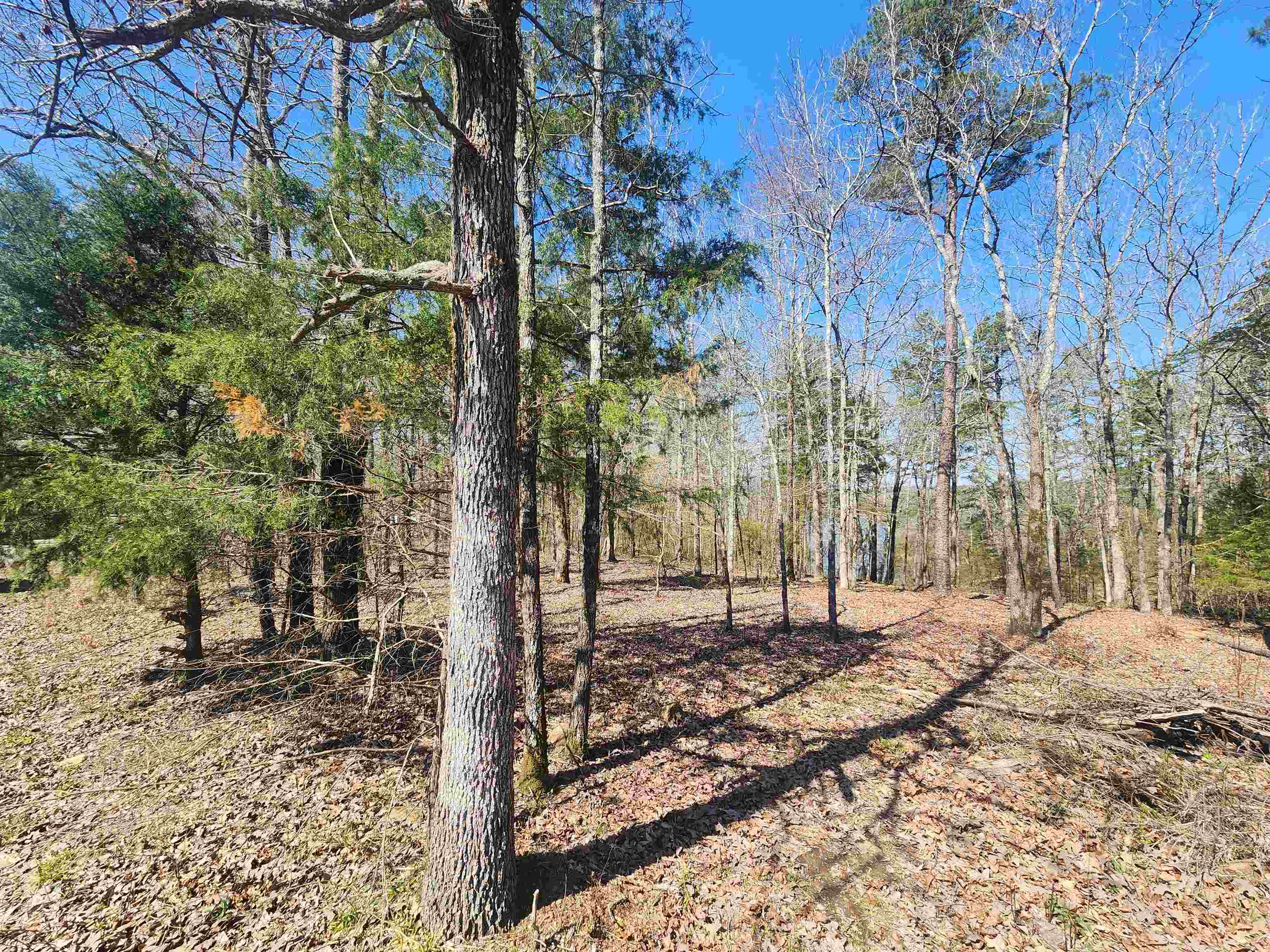 111  Tree Lakes  Searcy, AR