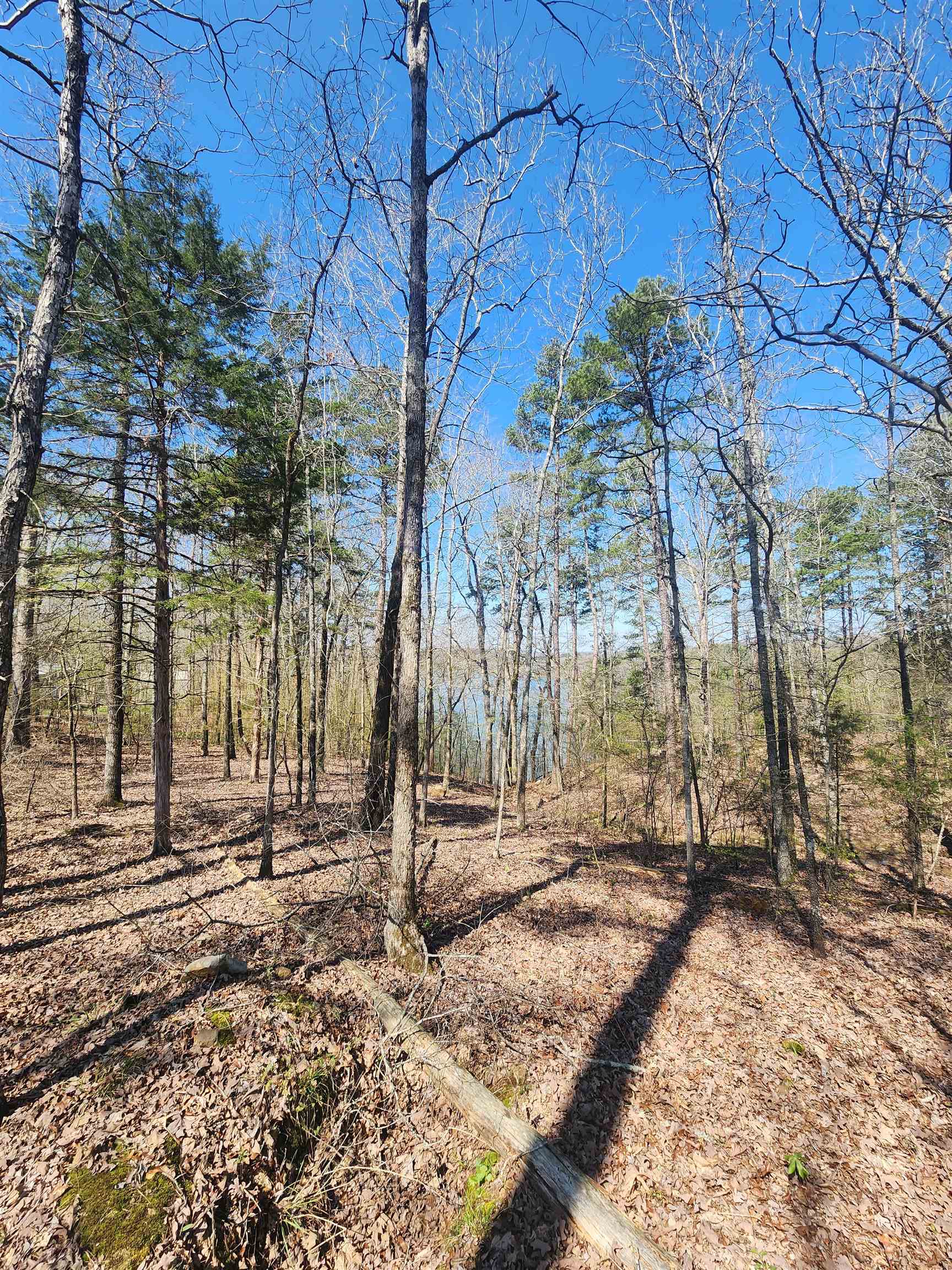 111  Tree Lakes  Searcy, AR