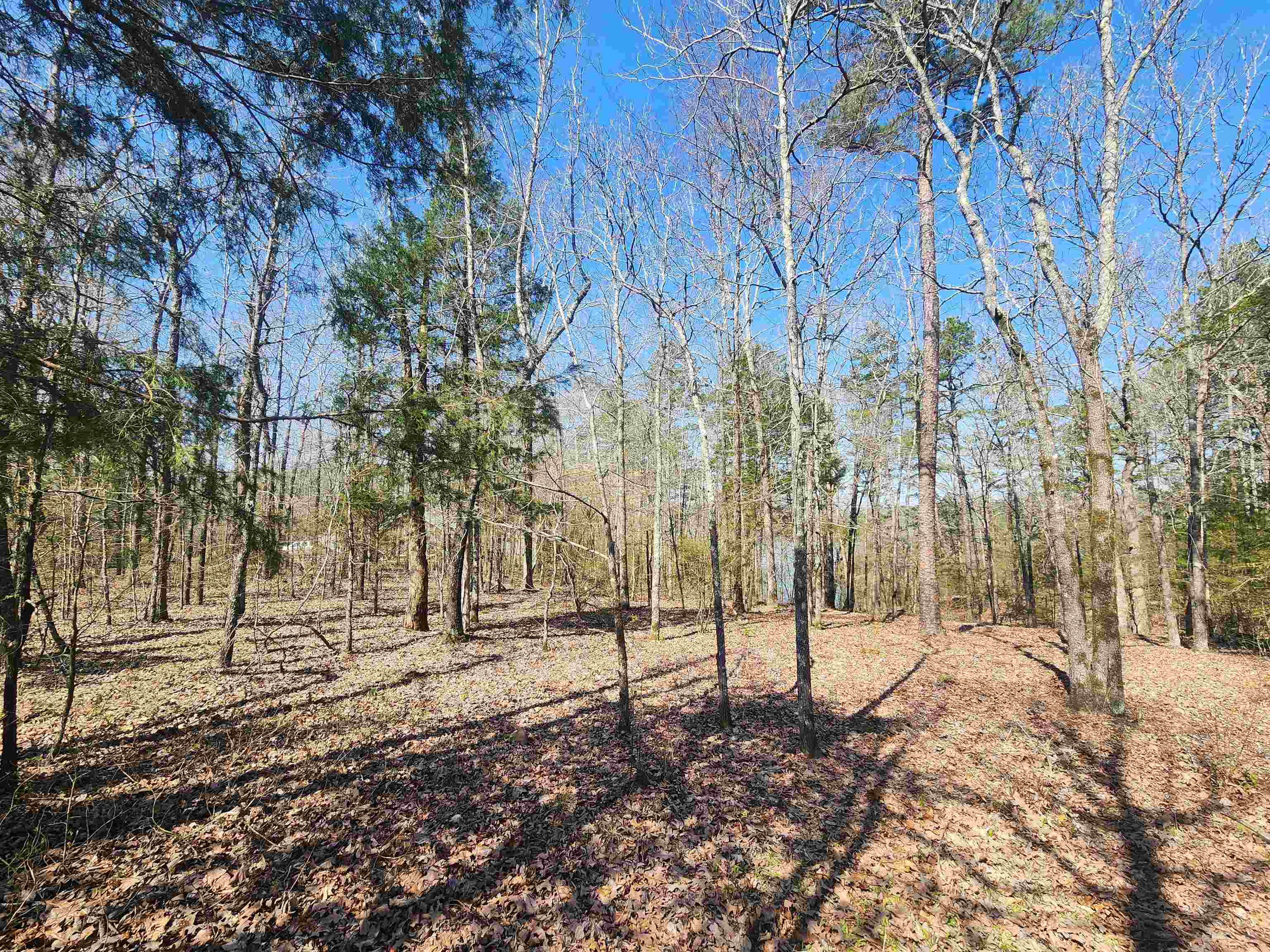 111  Tree Lakes  Searcy, AR