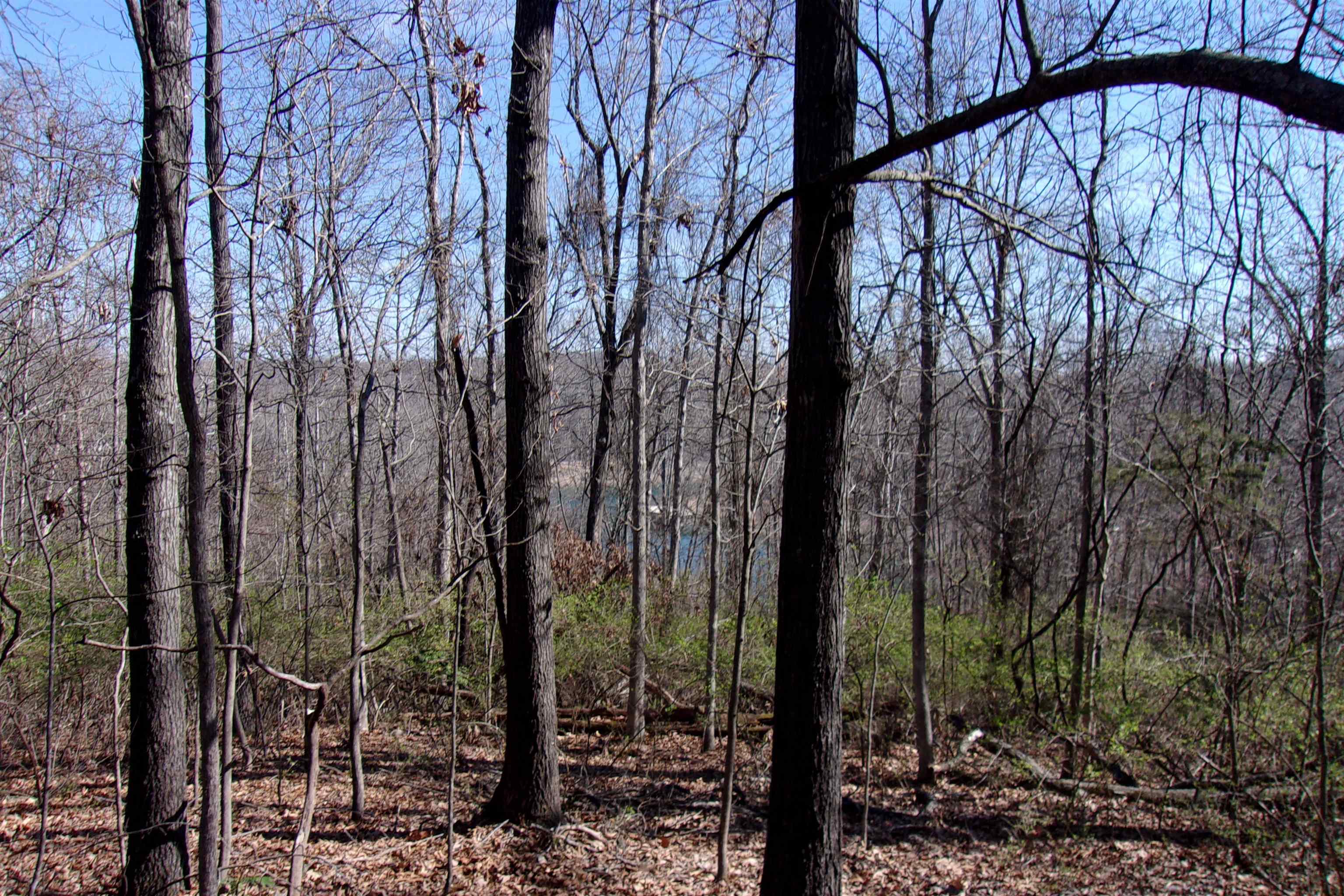 00  Alford  Bull Shoals, AR
