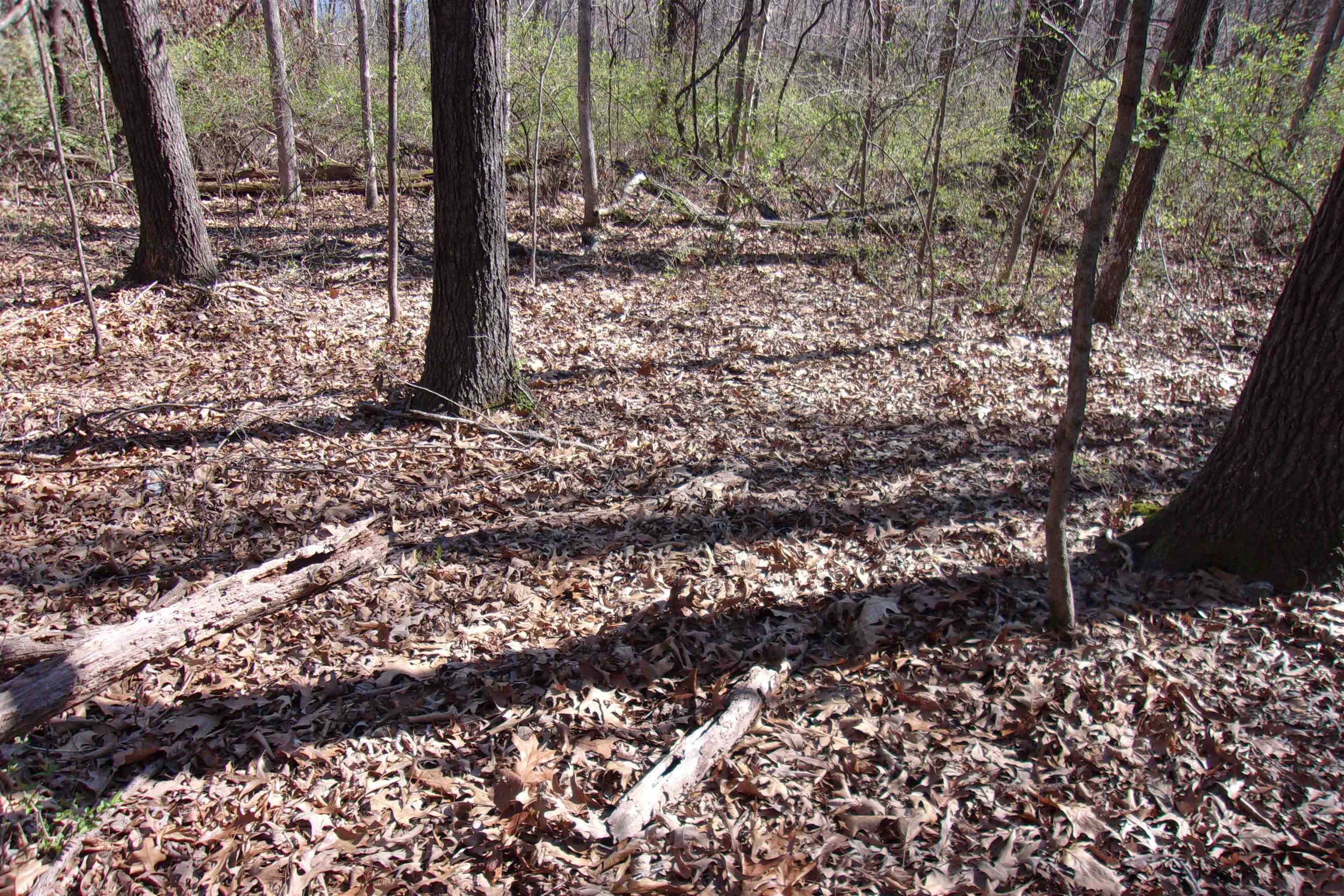 00  Alford  Bull Shoals, AR