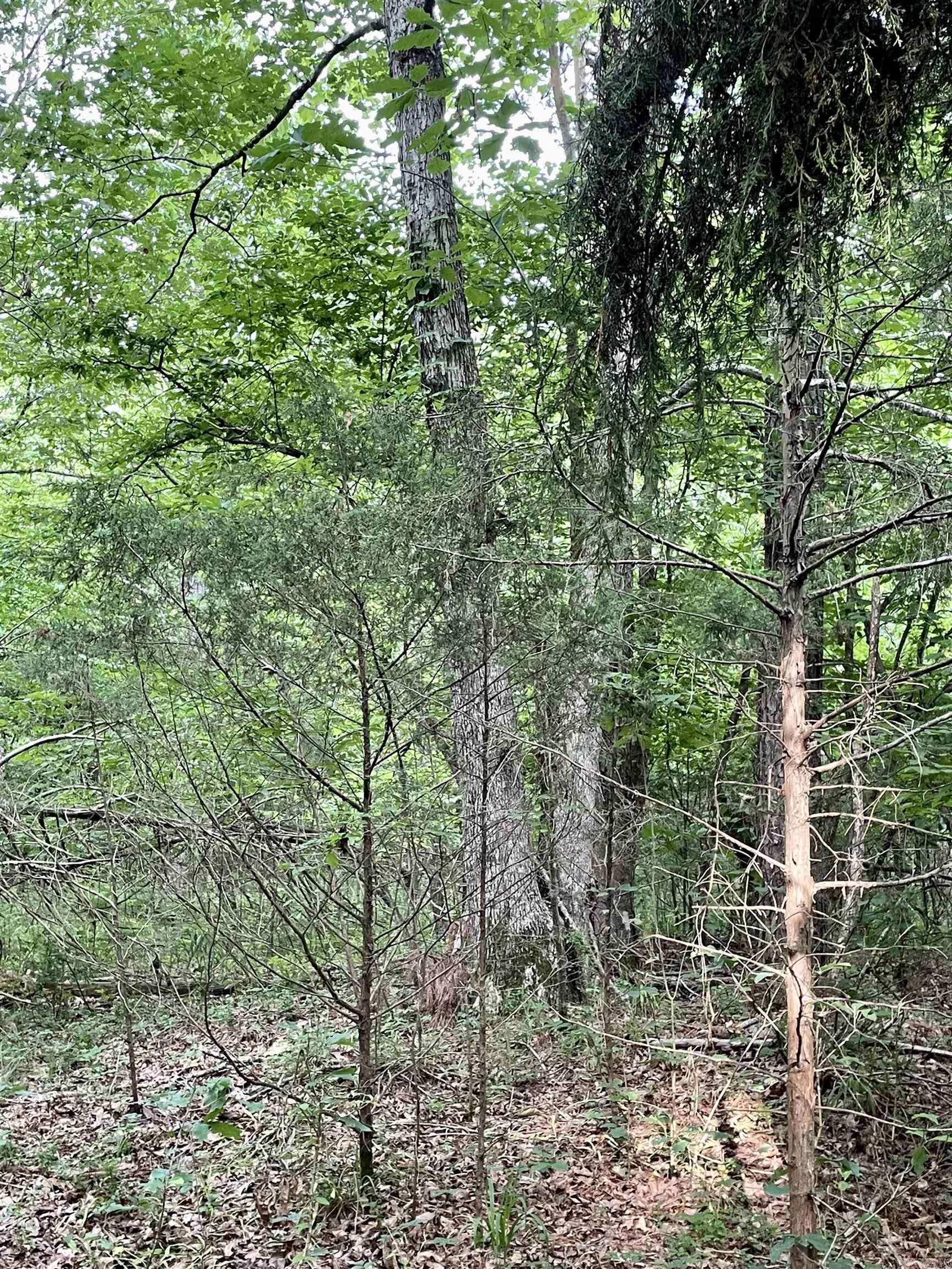 9999  Polk ROAD 42  Mena, AR