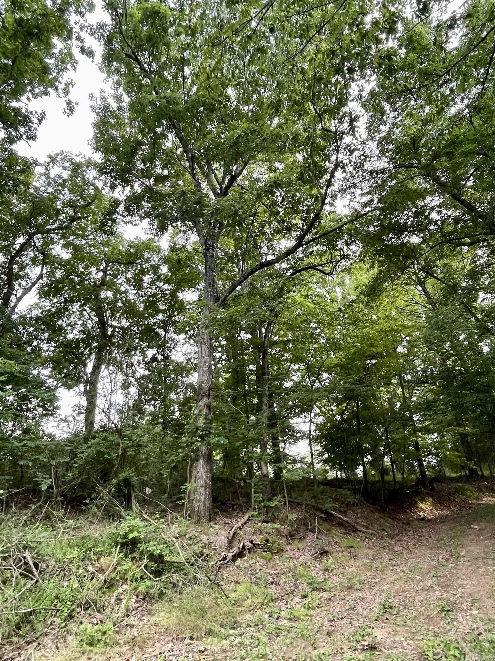 9999  Polk ROAD 42  Mena, AR