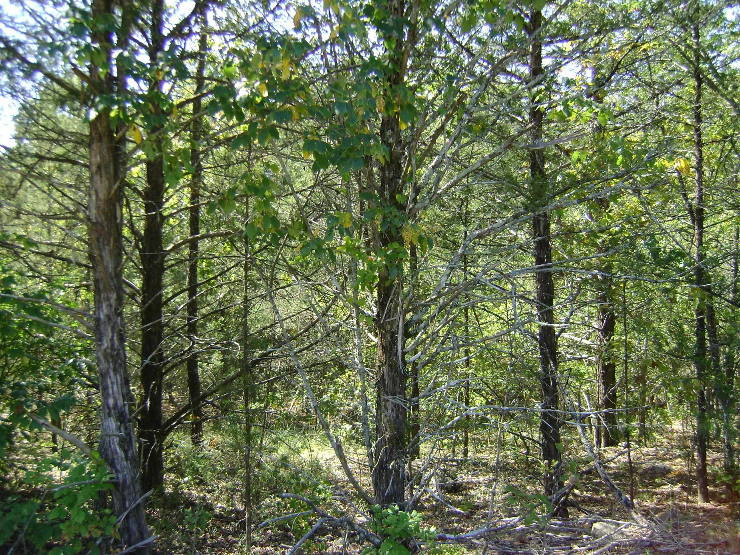 1711  Pleasant Valley Dr. 1108 Fairwater Circle Horseshoe Bend, AR