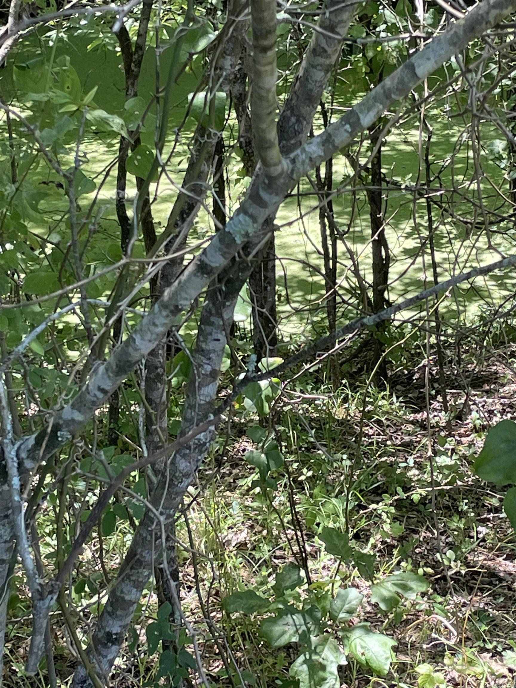 0000  Wibur D Mills  Tichnor, AR
