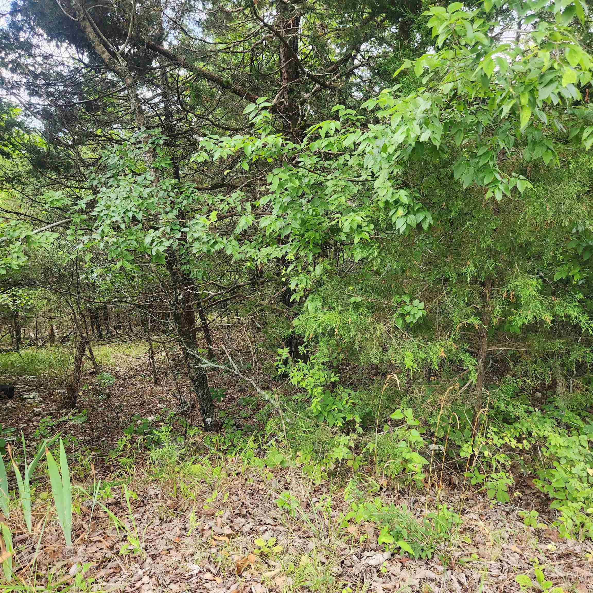 L-22, B-4  Topez  Cherokee Village, AR