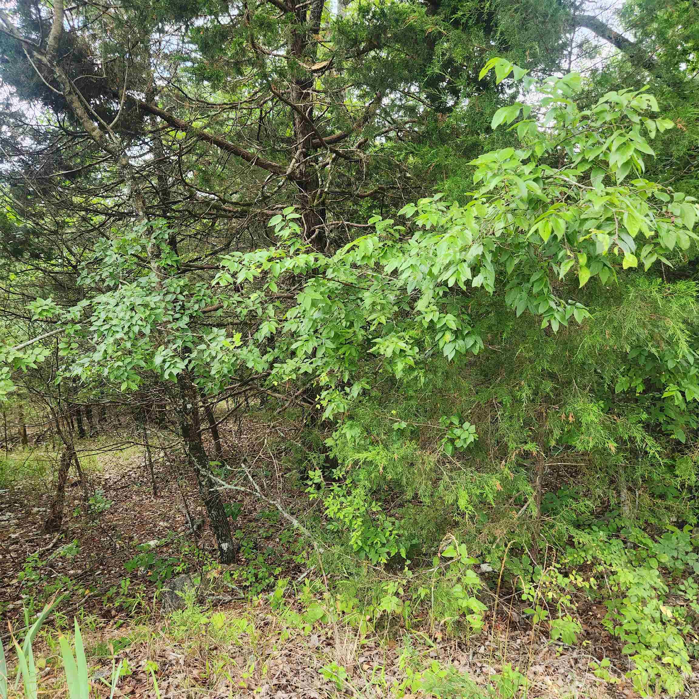 L-22, B-4  Topez  Cherokee Village, AR