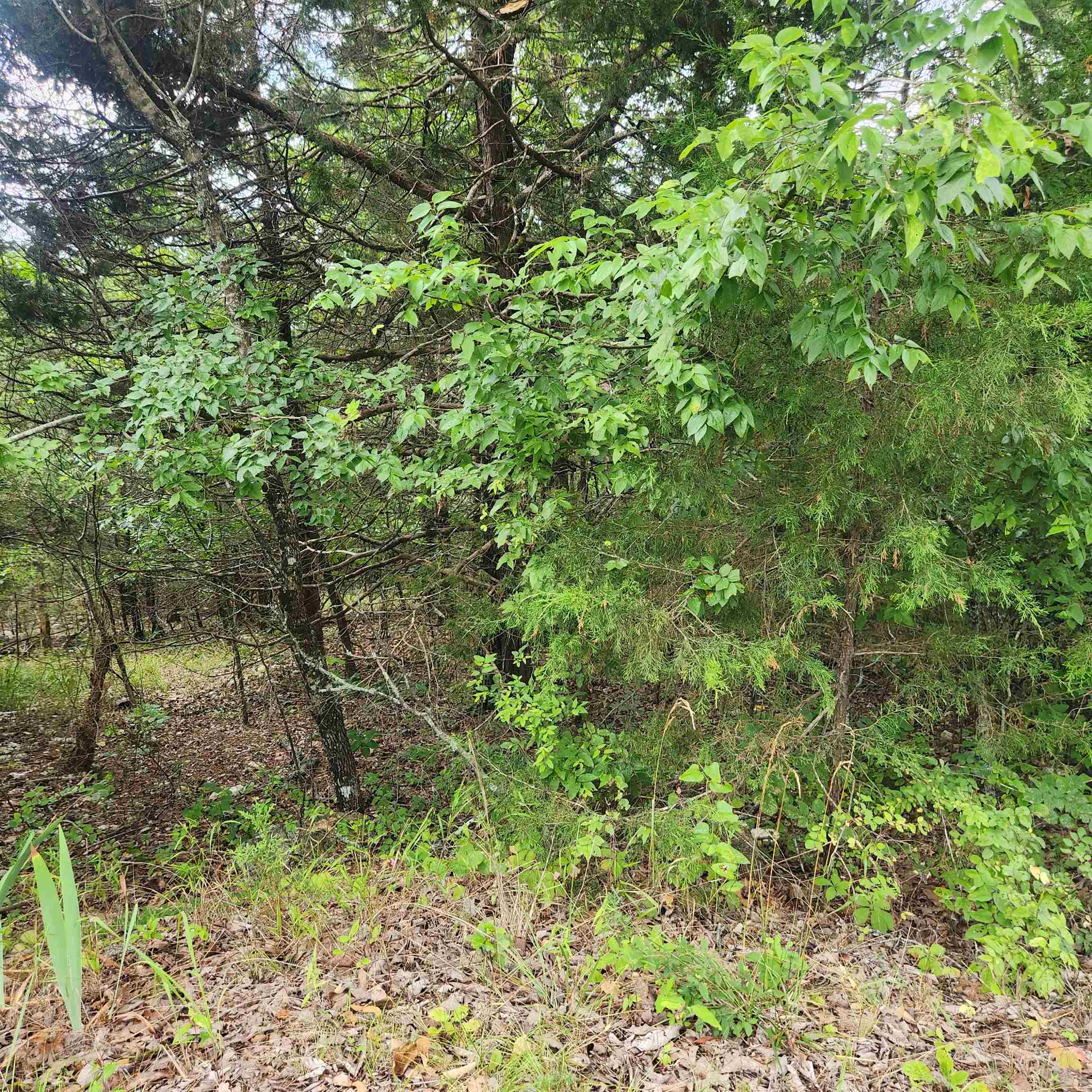 L-22, B-4  Topez  Cherokee Village, AR