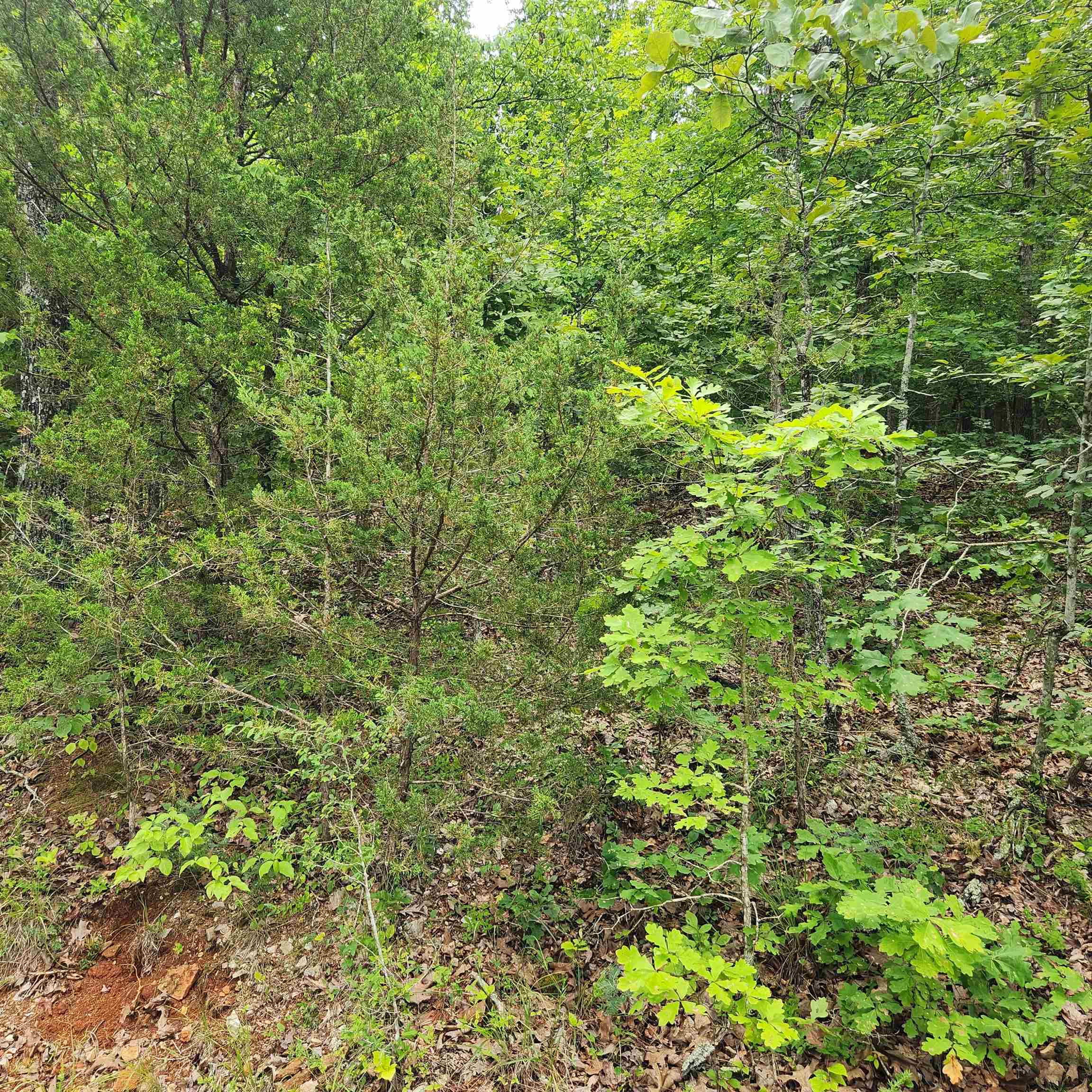 L-137, B-18  Tampa  Cherokee Village, AR