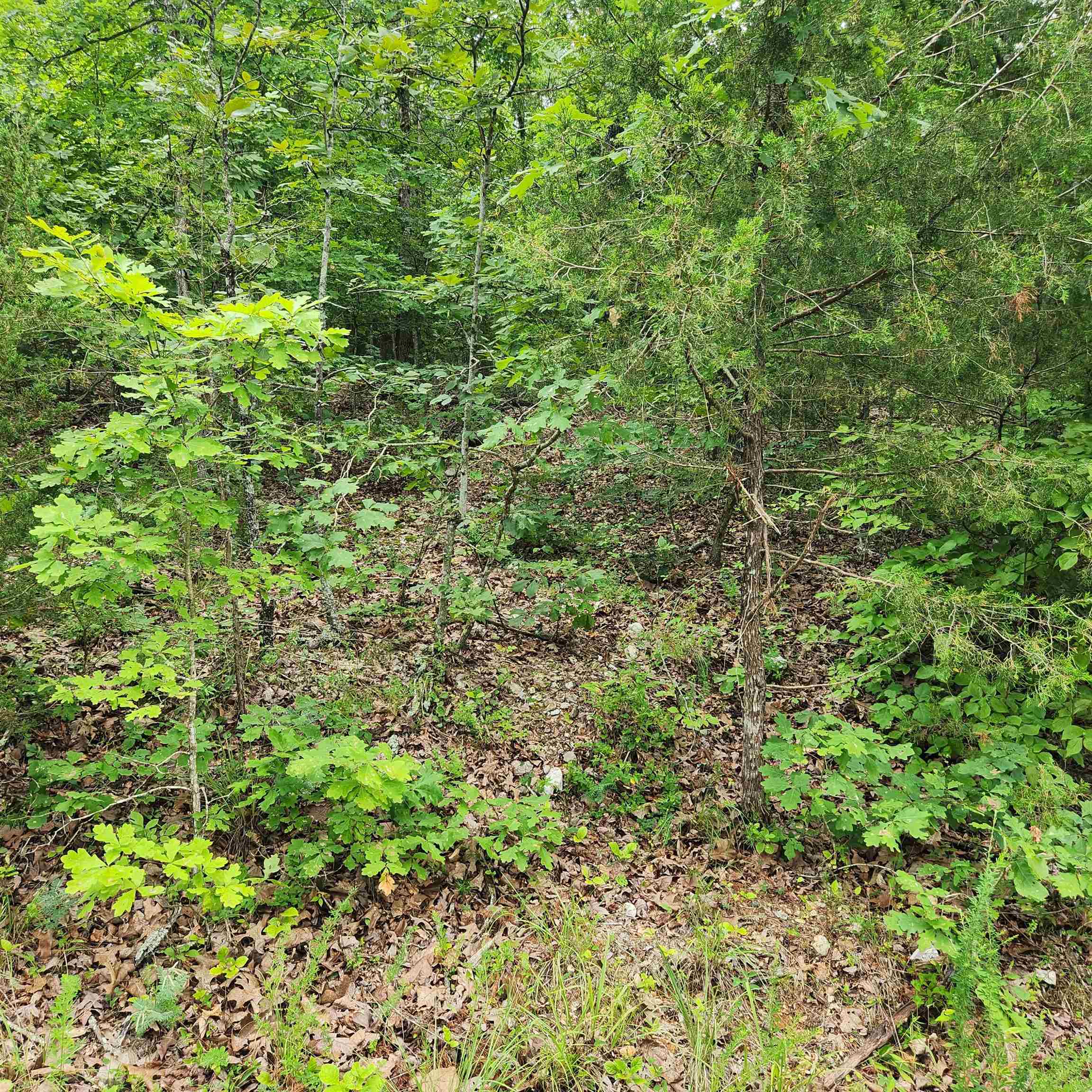 L-137, B-18  Tampa  Cherokee Village, AR