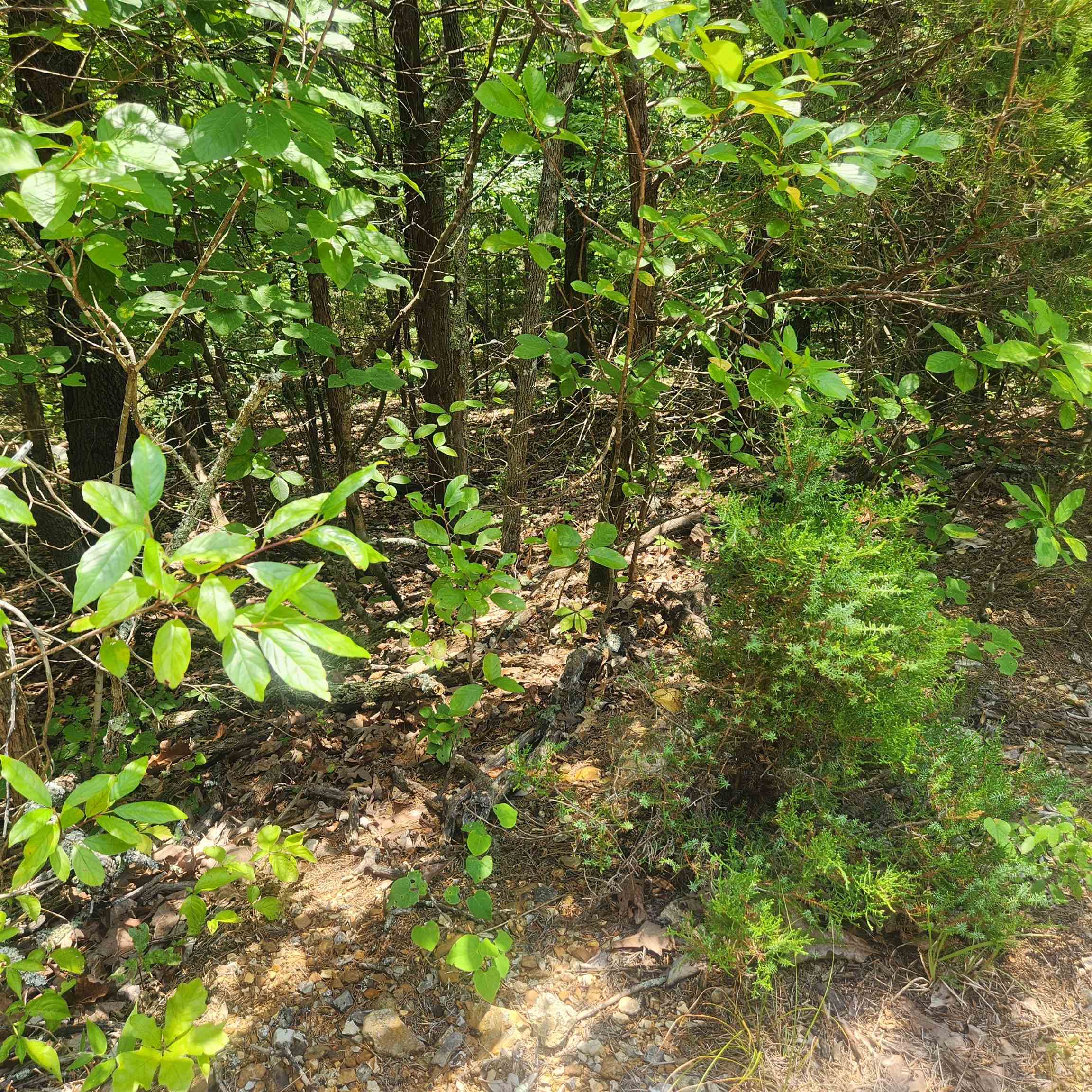 L-83, B-4  Hernando  Cherokee Village, AR