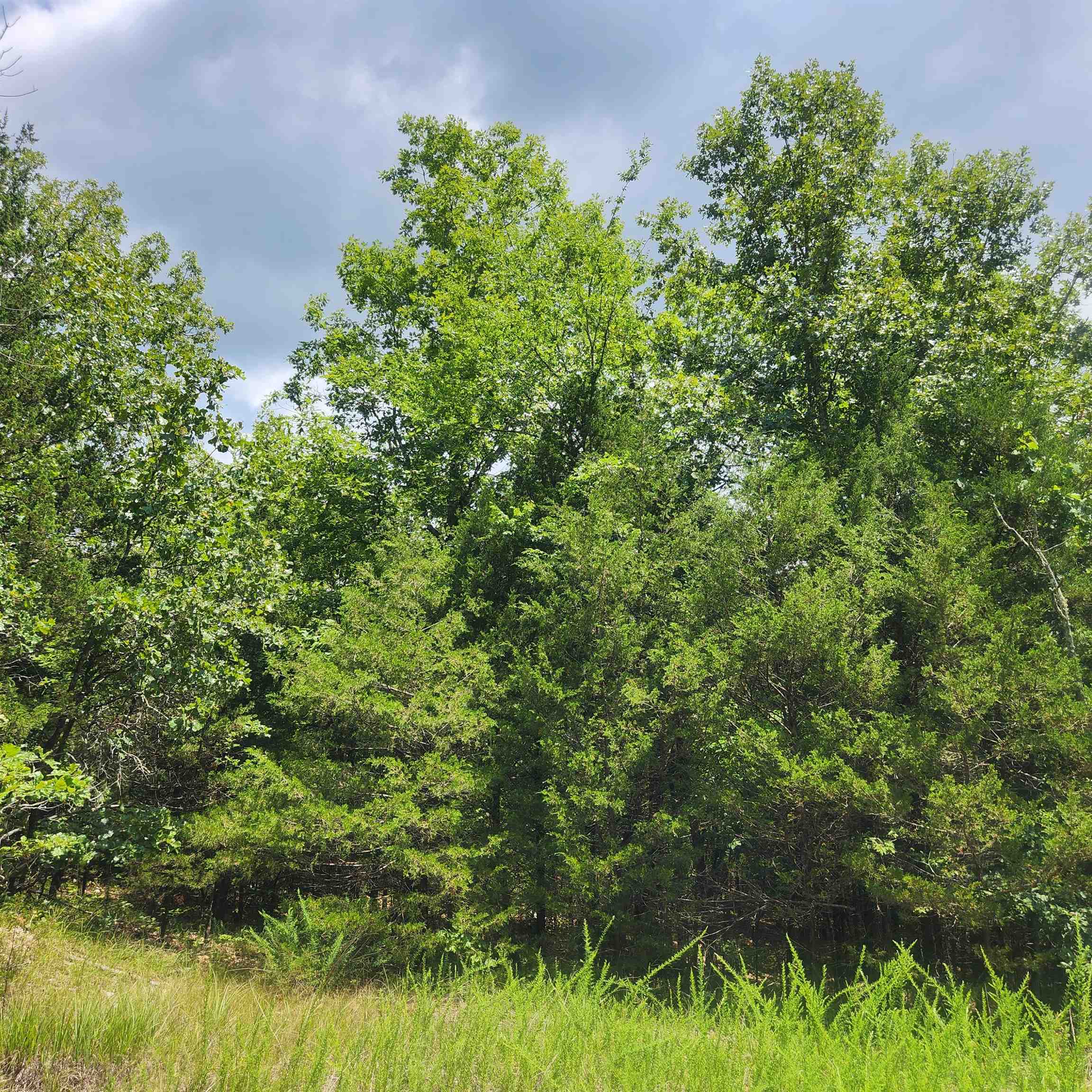 L-83, B-4  Hernando  Cherokee Village, AR
