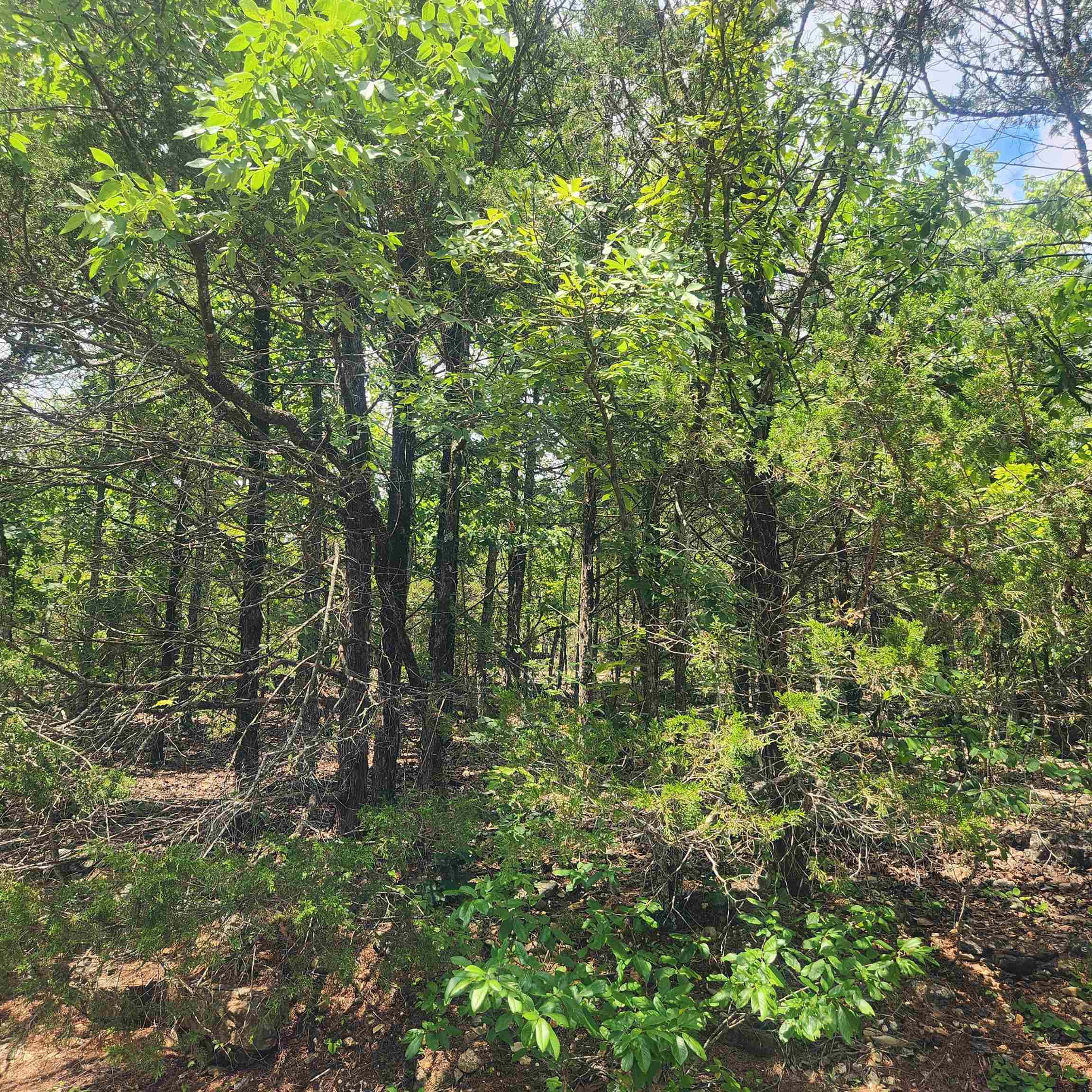 L-61, B-7  Lochloosa  Cherokee Village, AR
