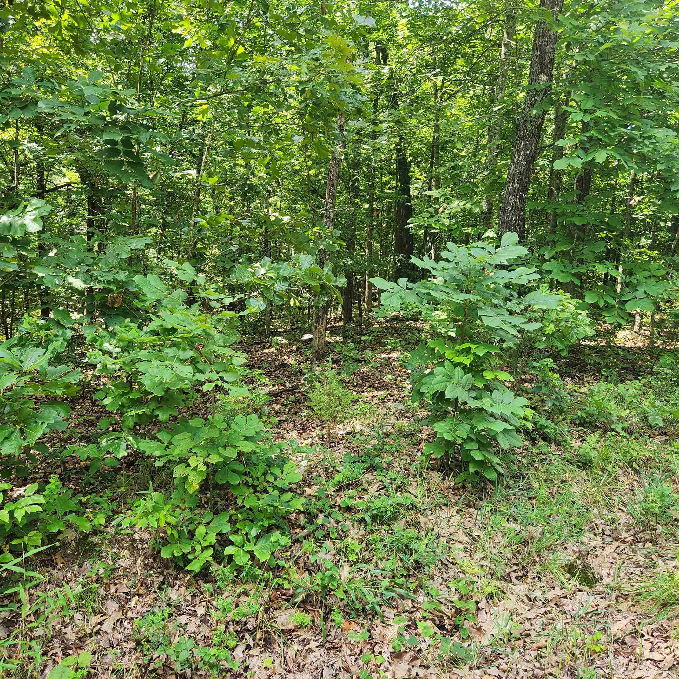 L-42, B-1  Saskatchewan  Cherokee Village, AR