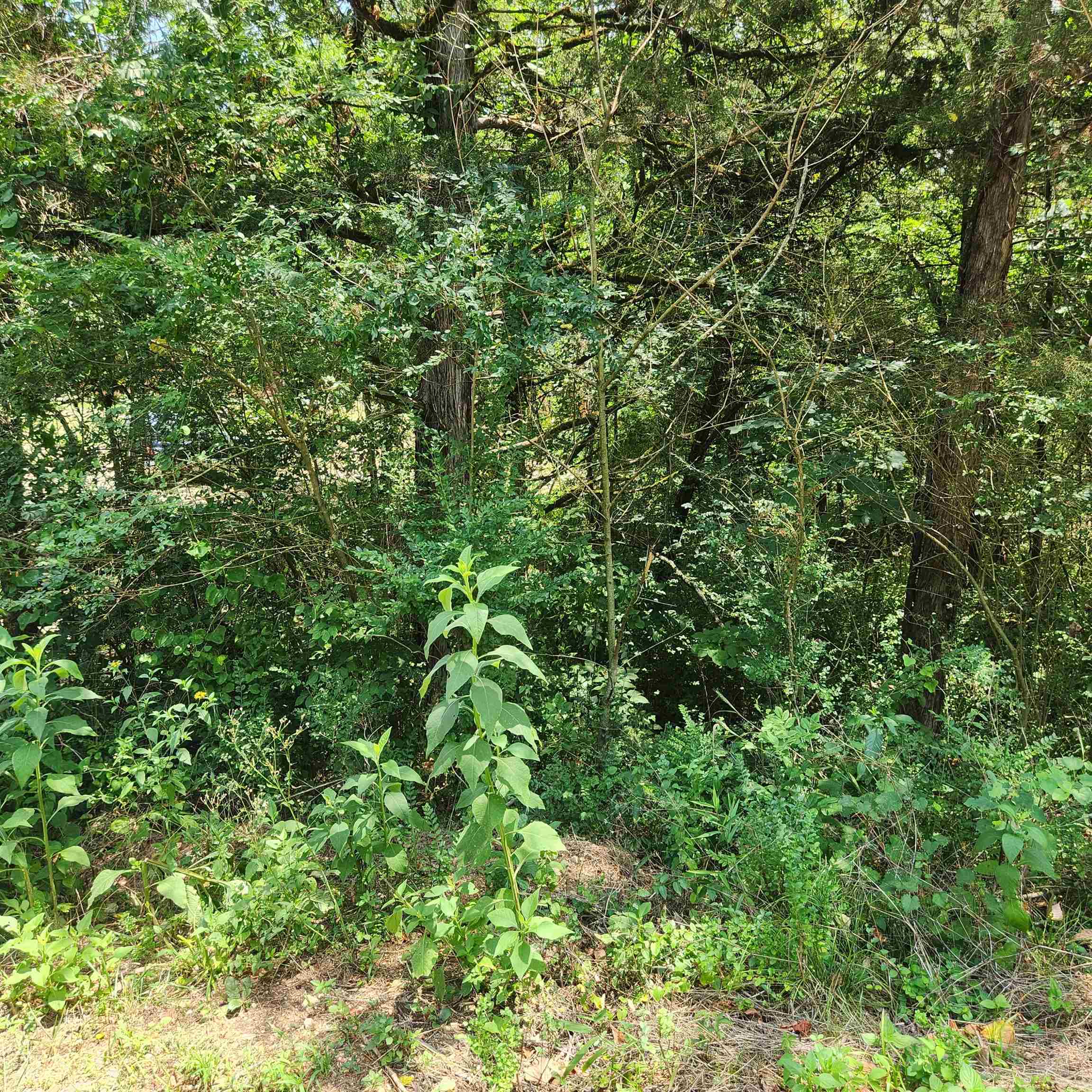 L-25, B-13A  Altakima  Cherokee Village, AR