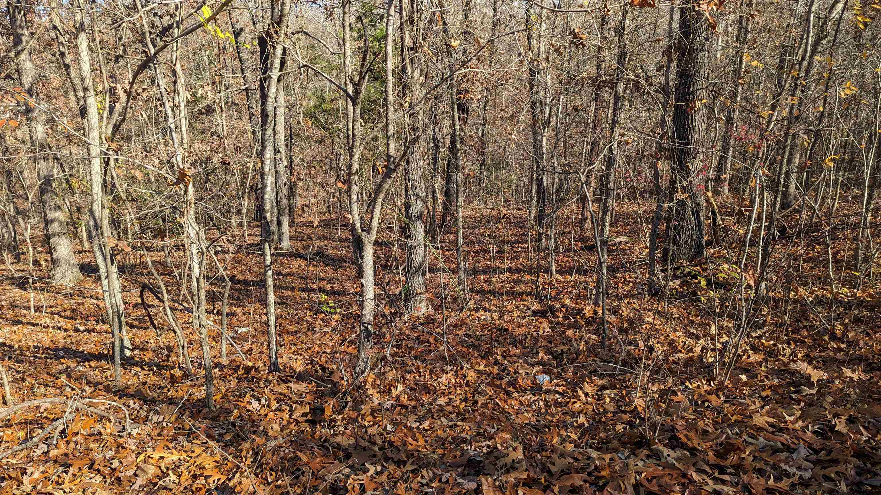 100  Algonquin  Cherokee Village, AR