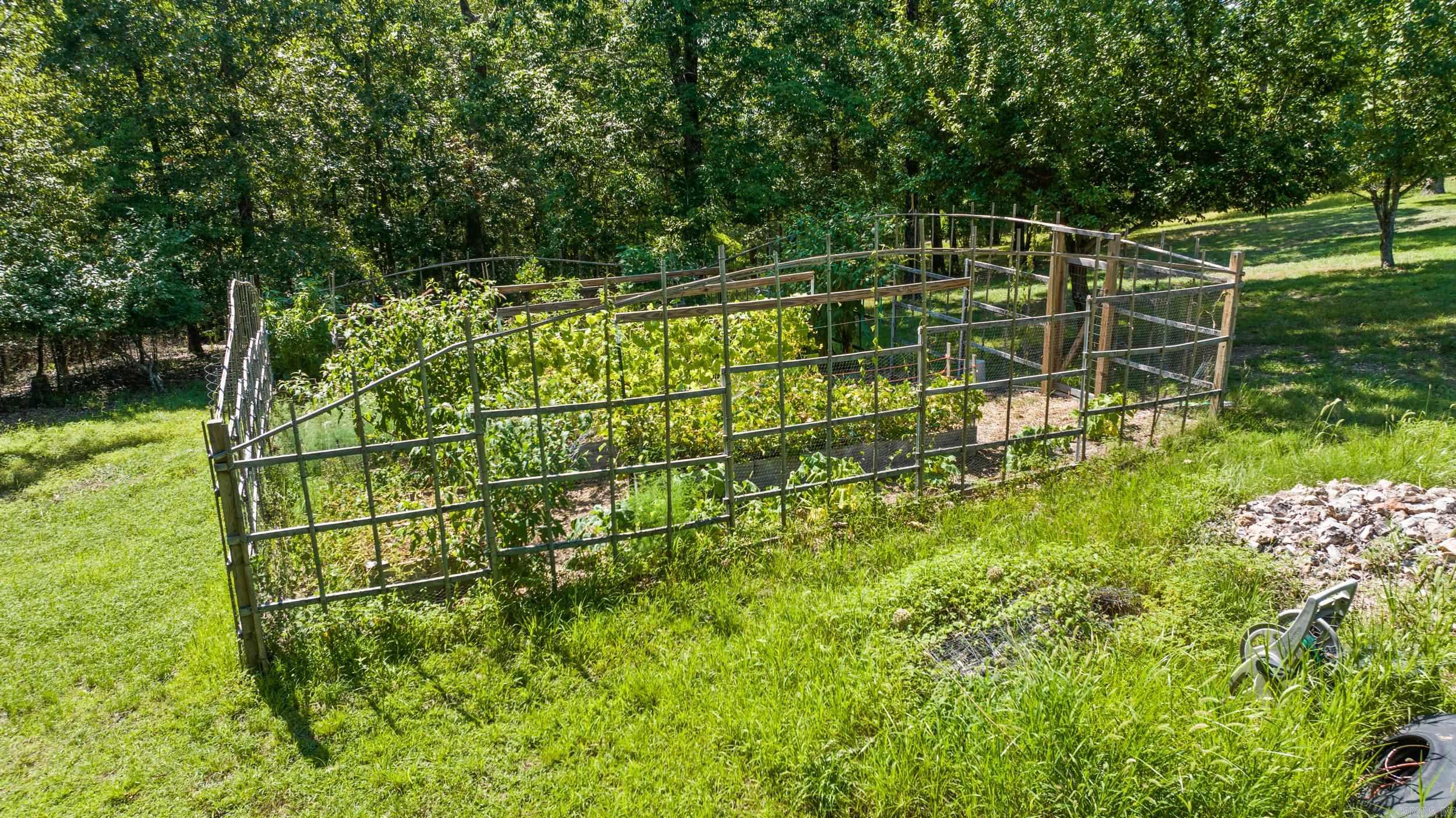 2115  Schnauzer  Harriet, AR