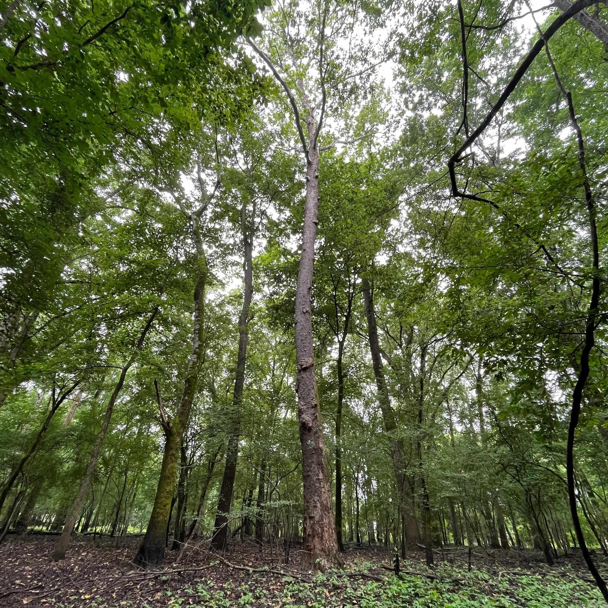   Lower Maddox Bay Rd.  Holly Grove, AR