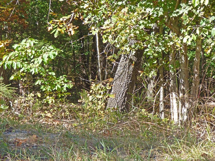  Saginaw  Cherokee Village, AR