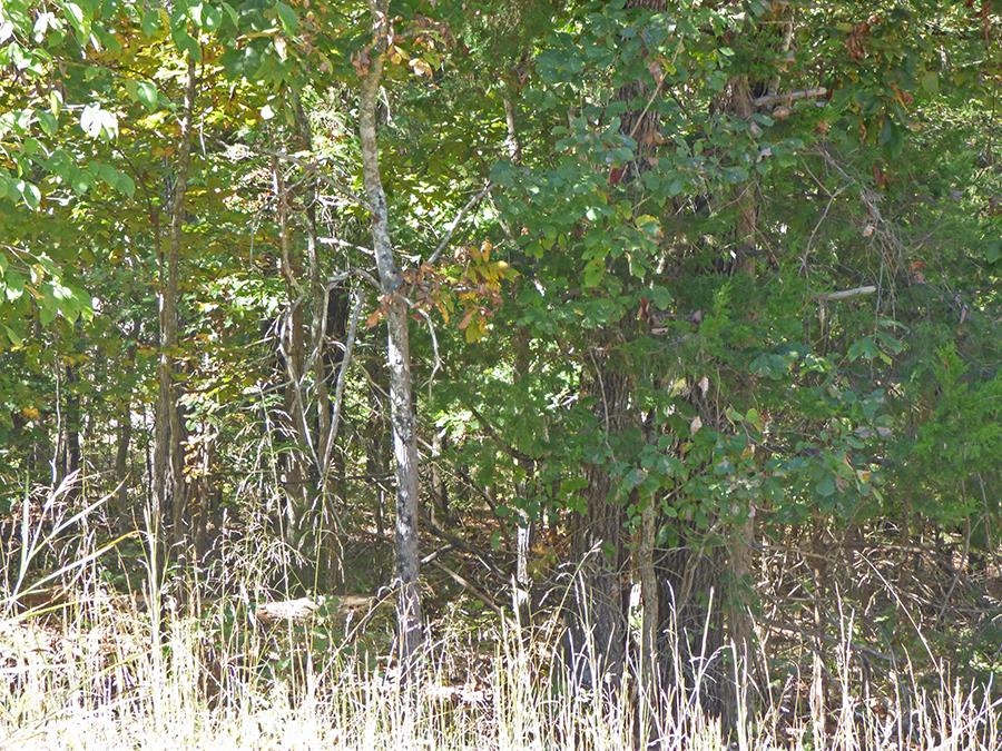   Saginaw  Cherokee Village, AR