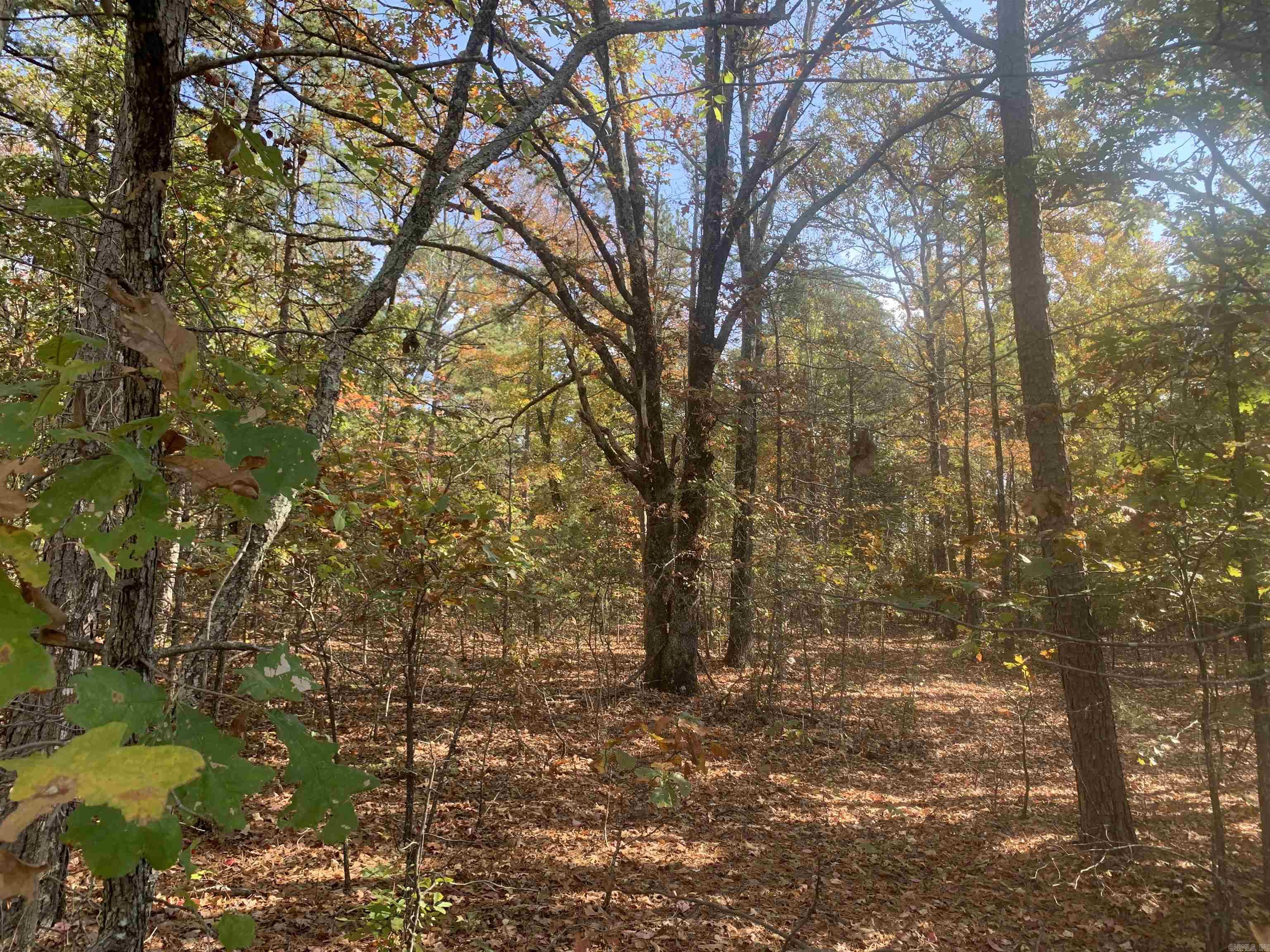 000  Old Dug Road  Bee Branch, AR