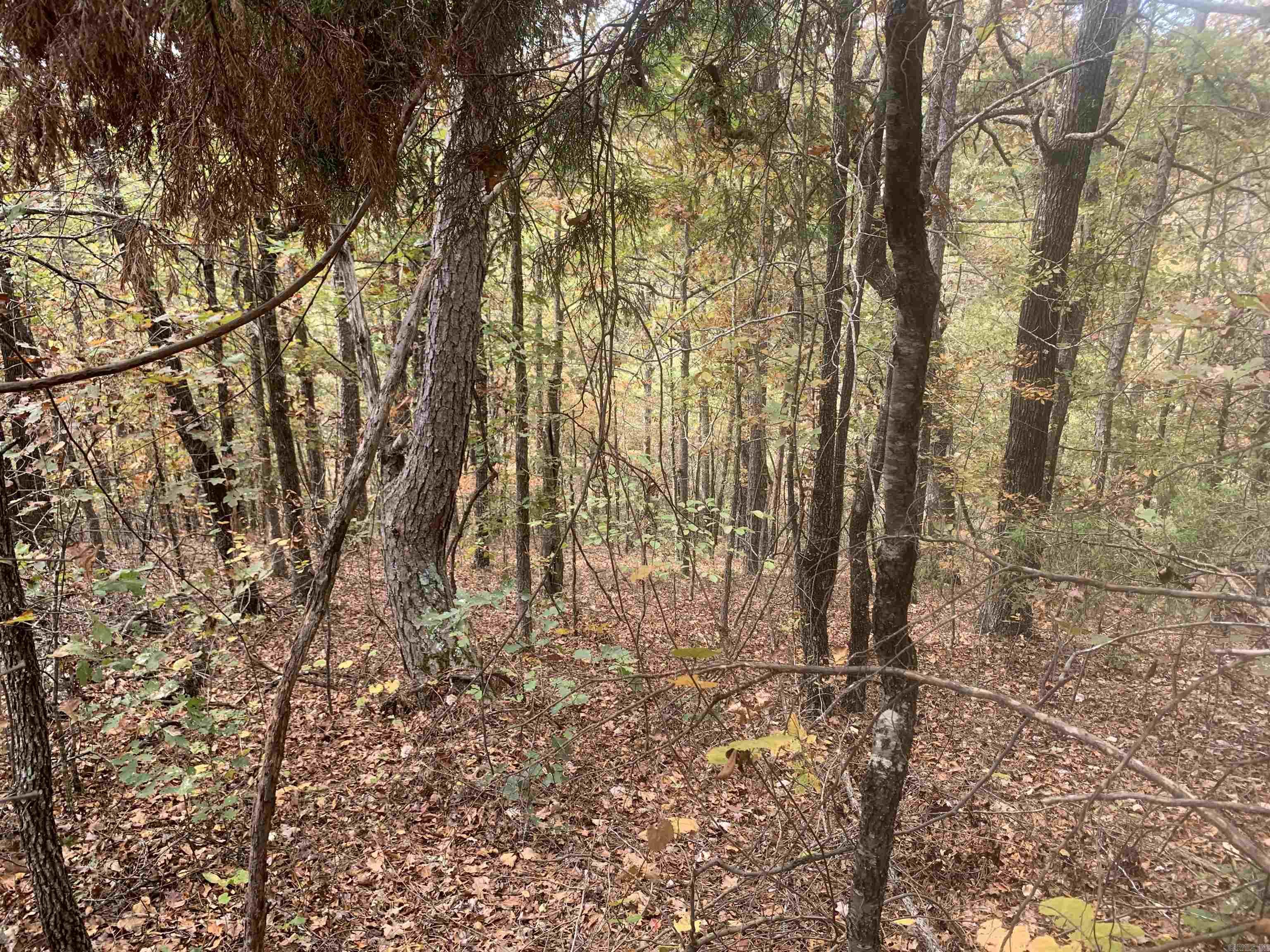 000  Old Dug Road  Bee Branch, AR