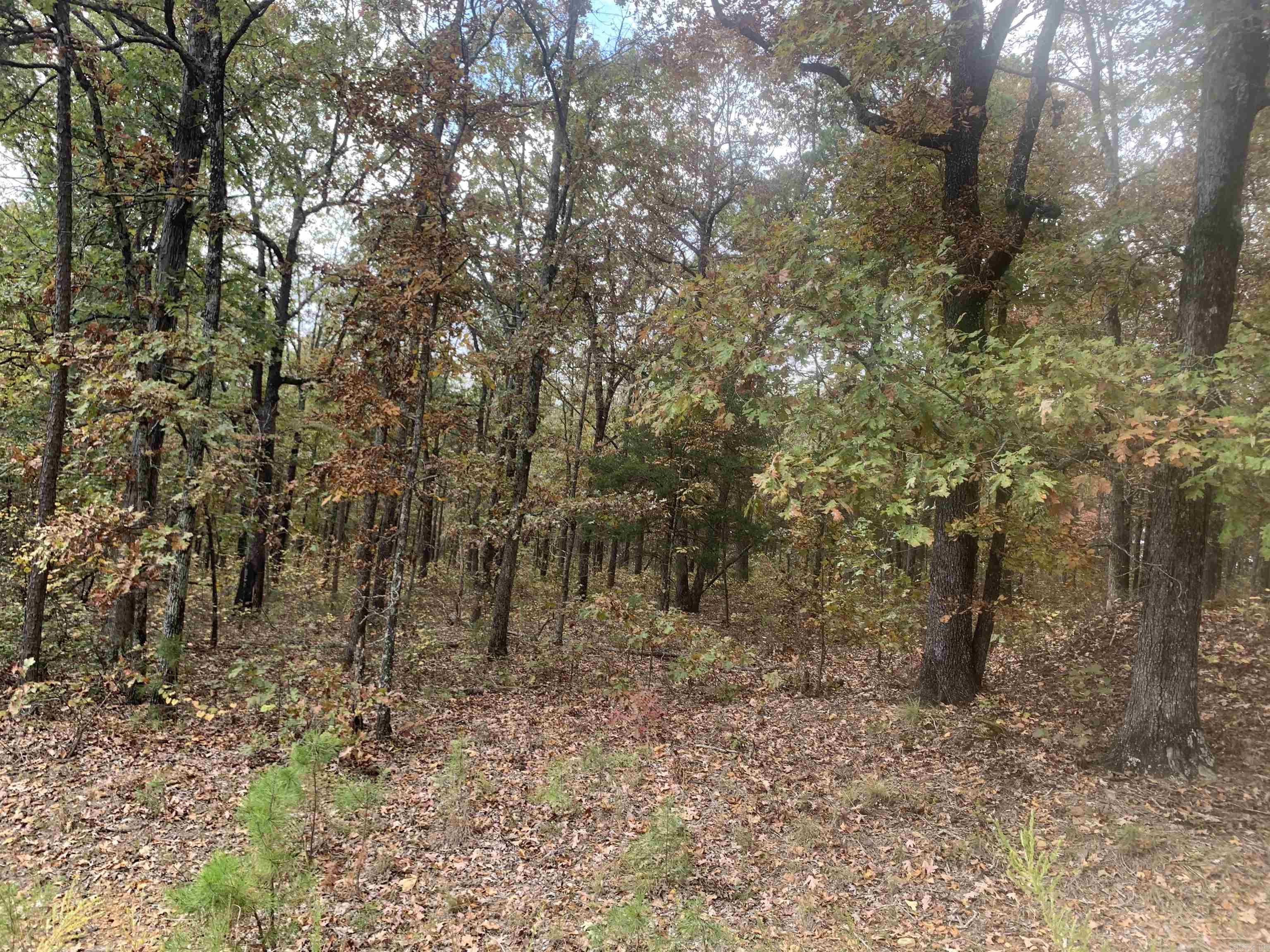 000  Old Dug Road  Bee Branch, AR