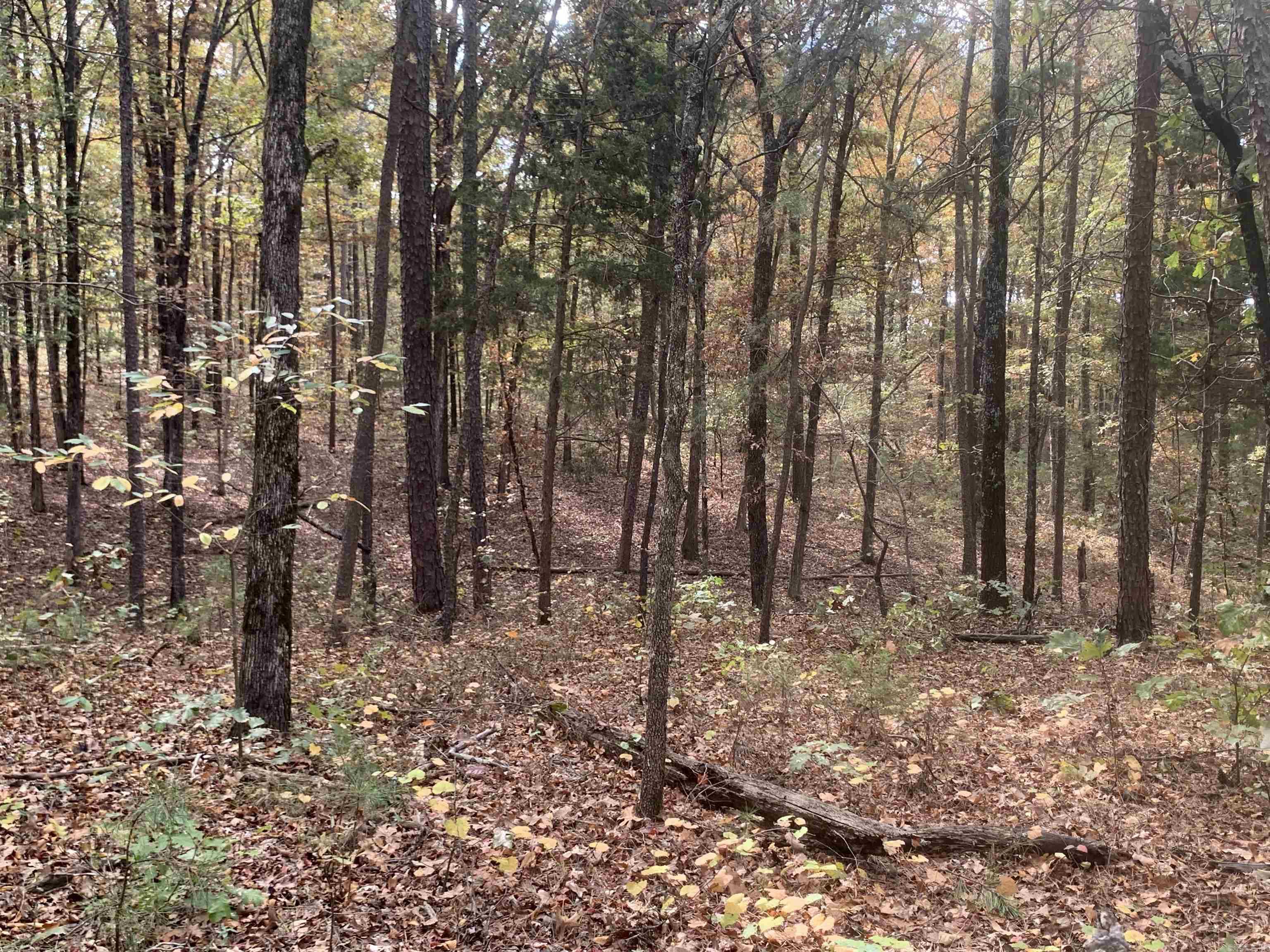 000  Old Dug Road  Bee Branch, AR