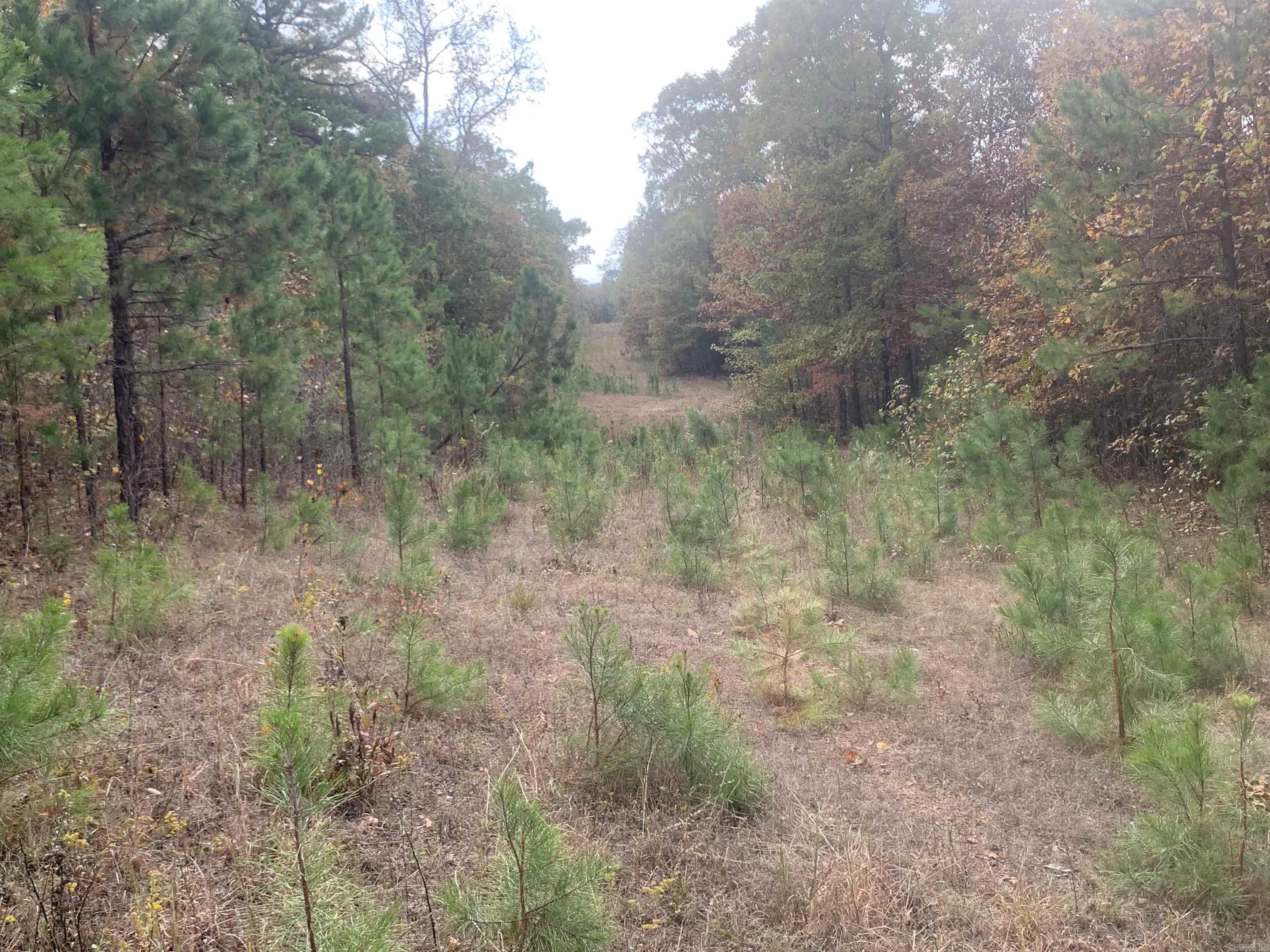 000  Old Dug Road  Bee Branch, AR