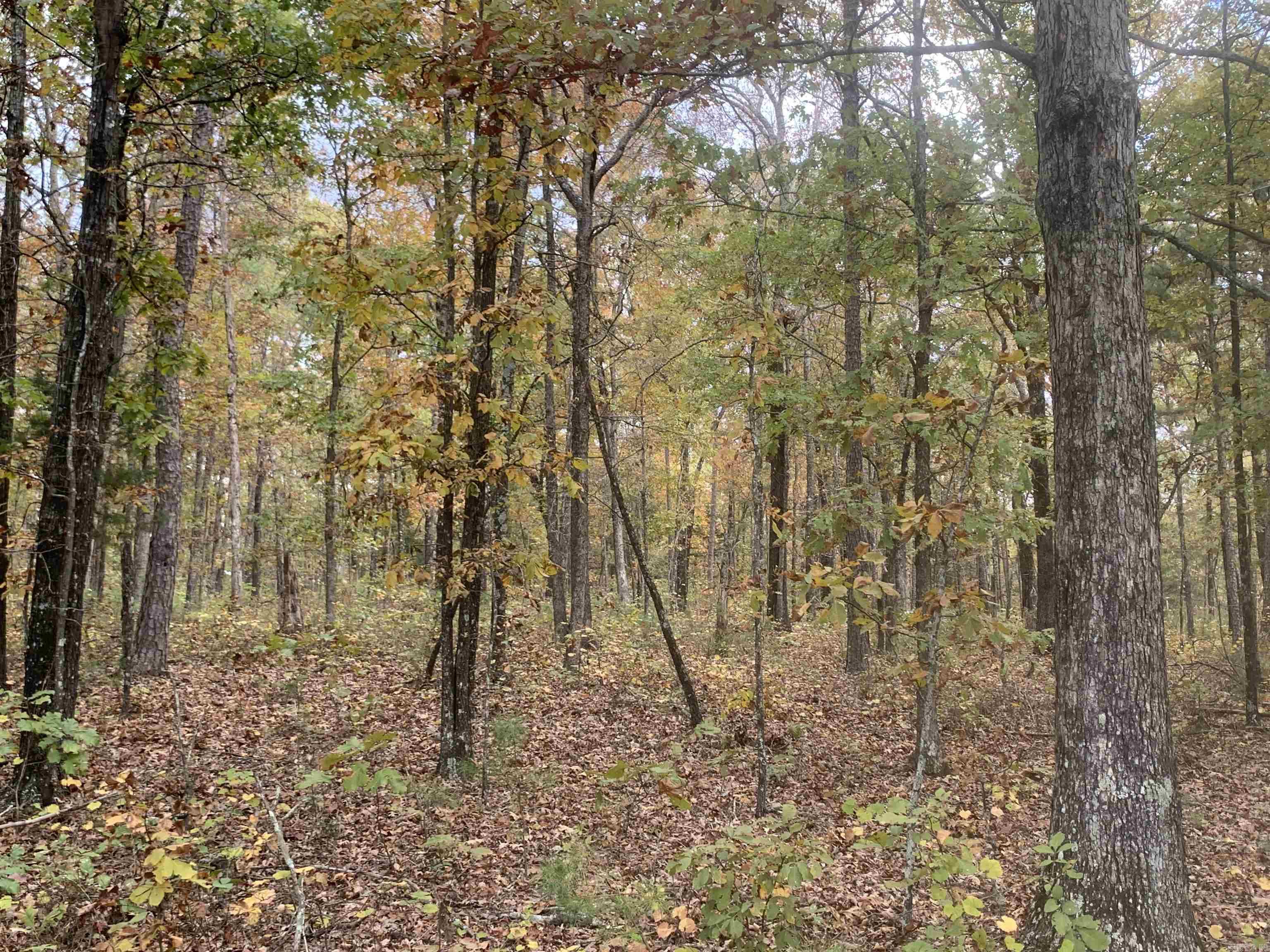 000  Old Dug Road  Bee Branch, AR