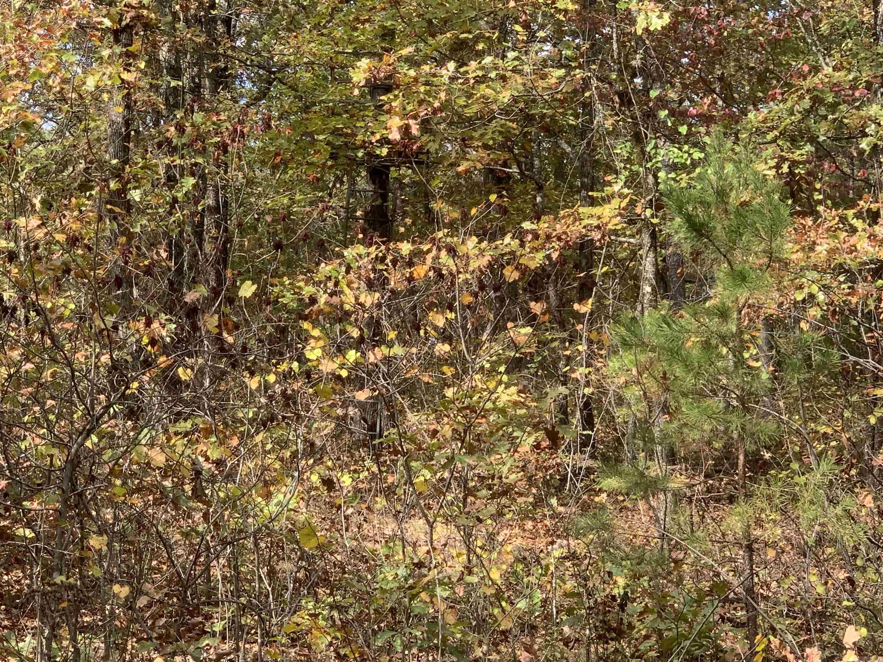 000  Old Dug Road  Bee Branch, AR