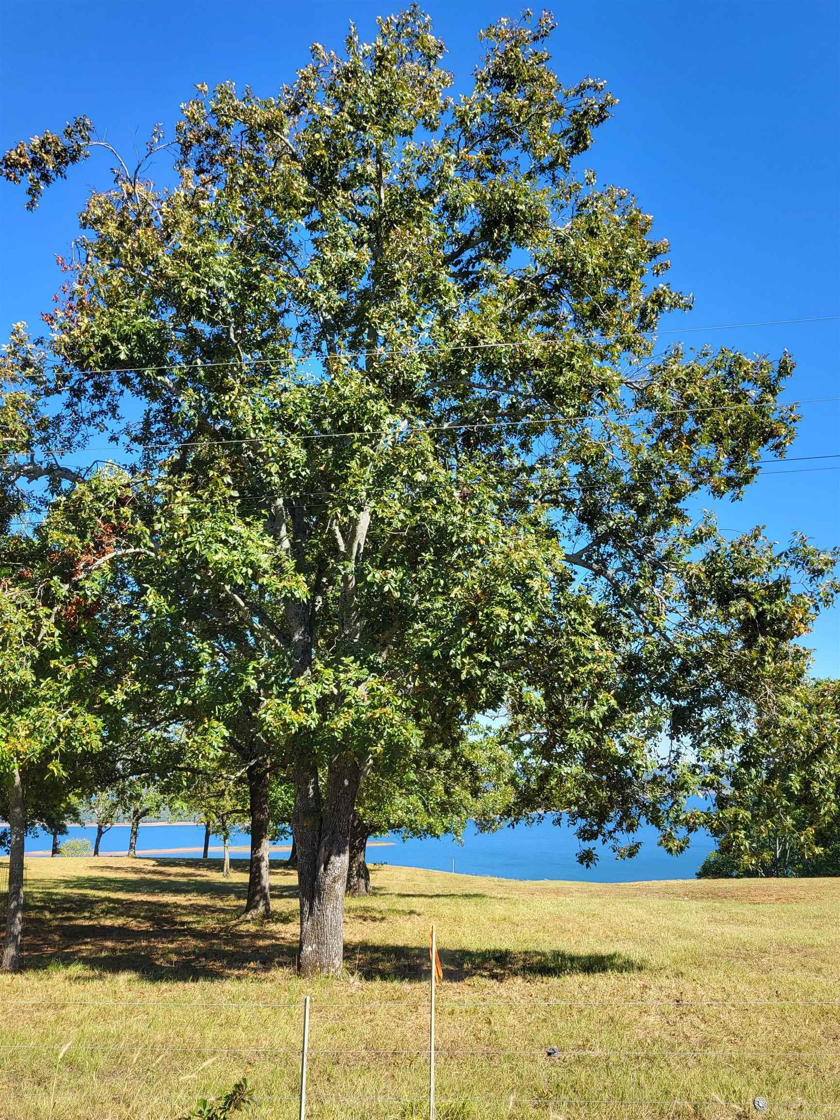 717  Honeysuckle Lane  Quitman, AR