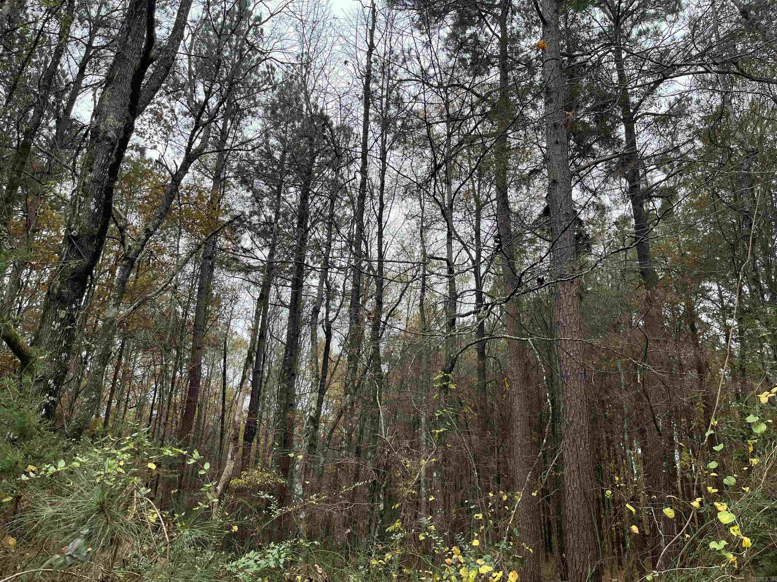 12,14-15-21  Nevada CR 168  Lamartine, AR