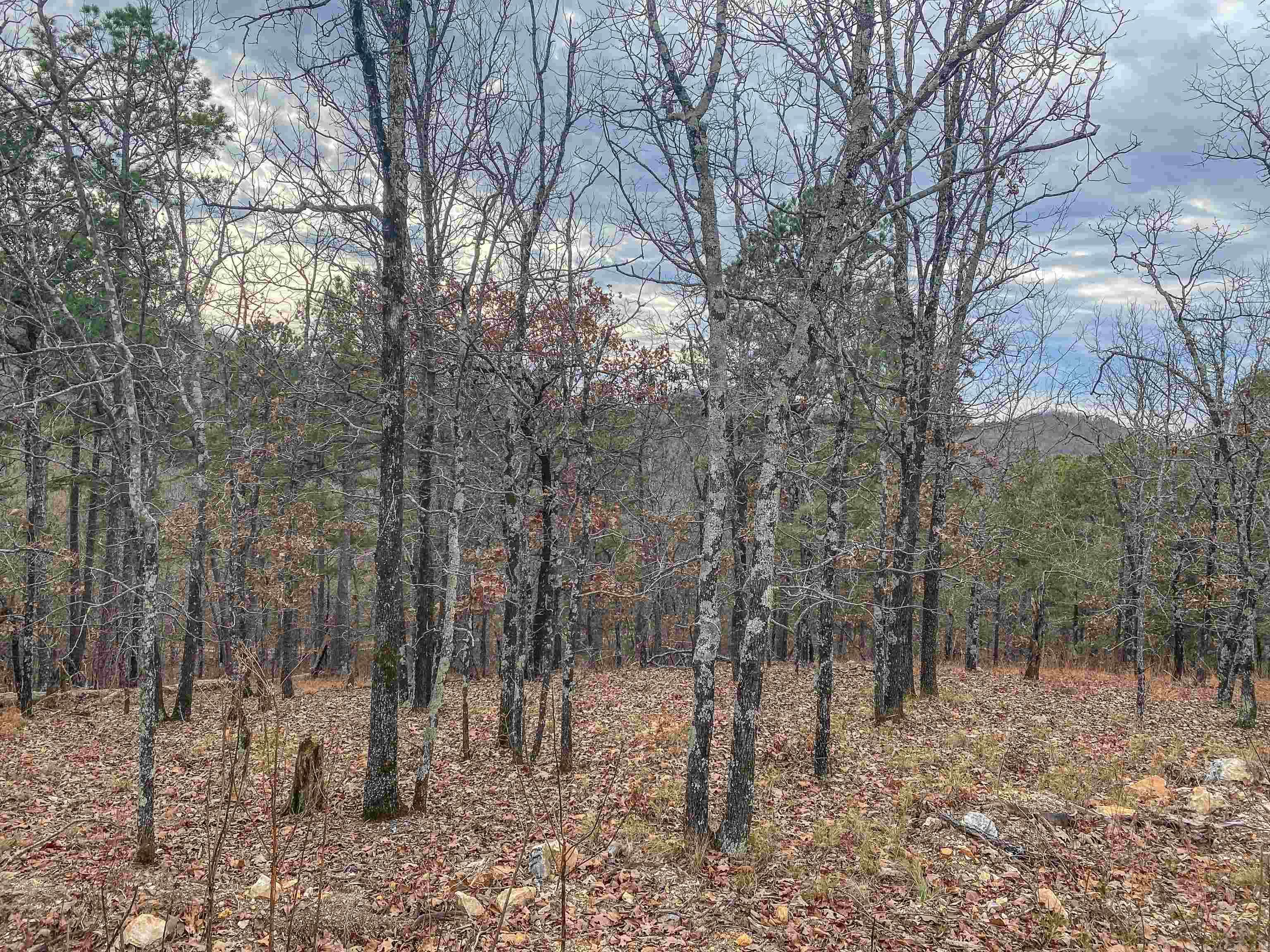 000  Shorthorn  Hot Springs, AR