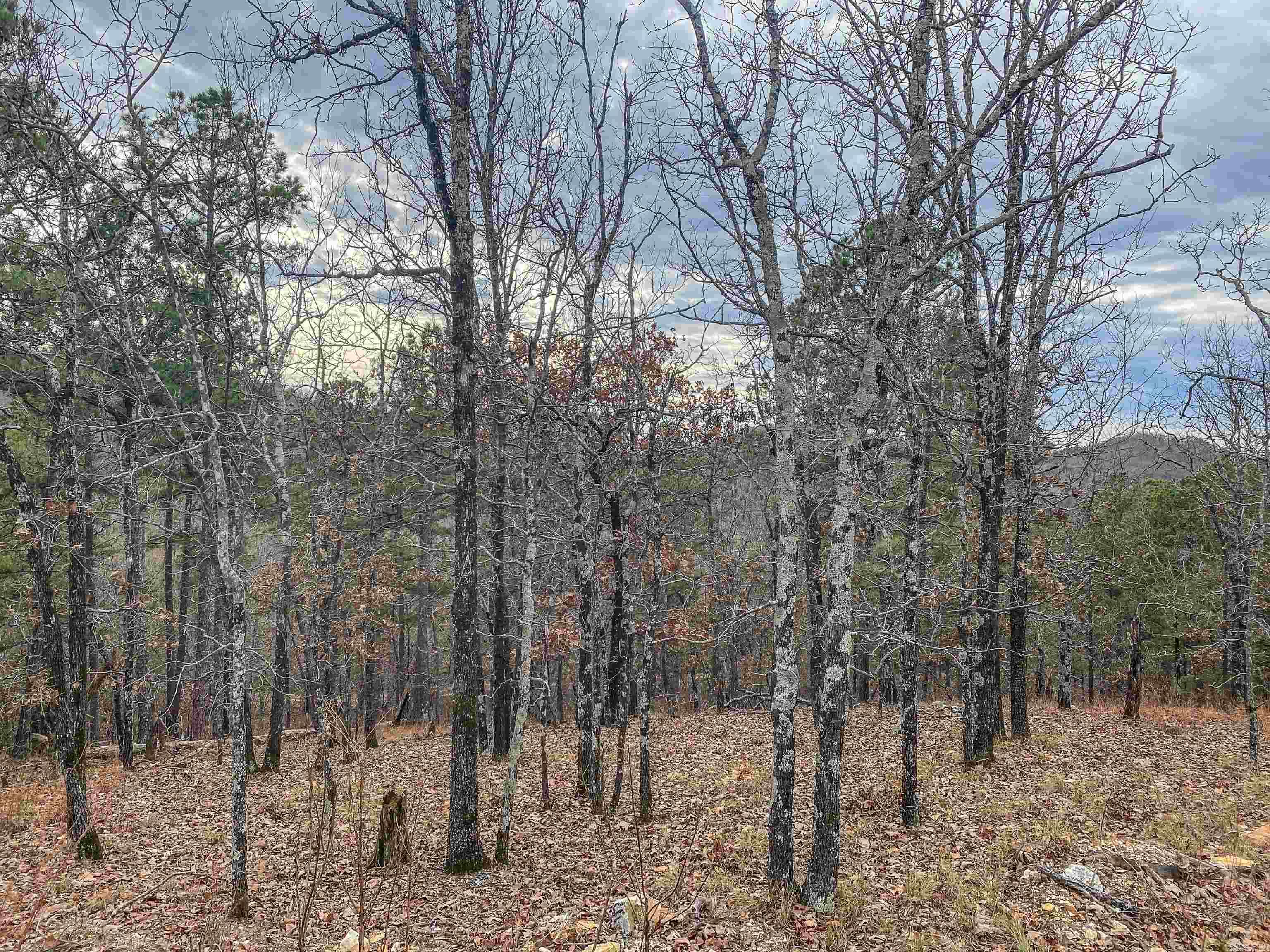 000  Shorthorn  Hot Springs, AR