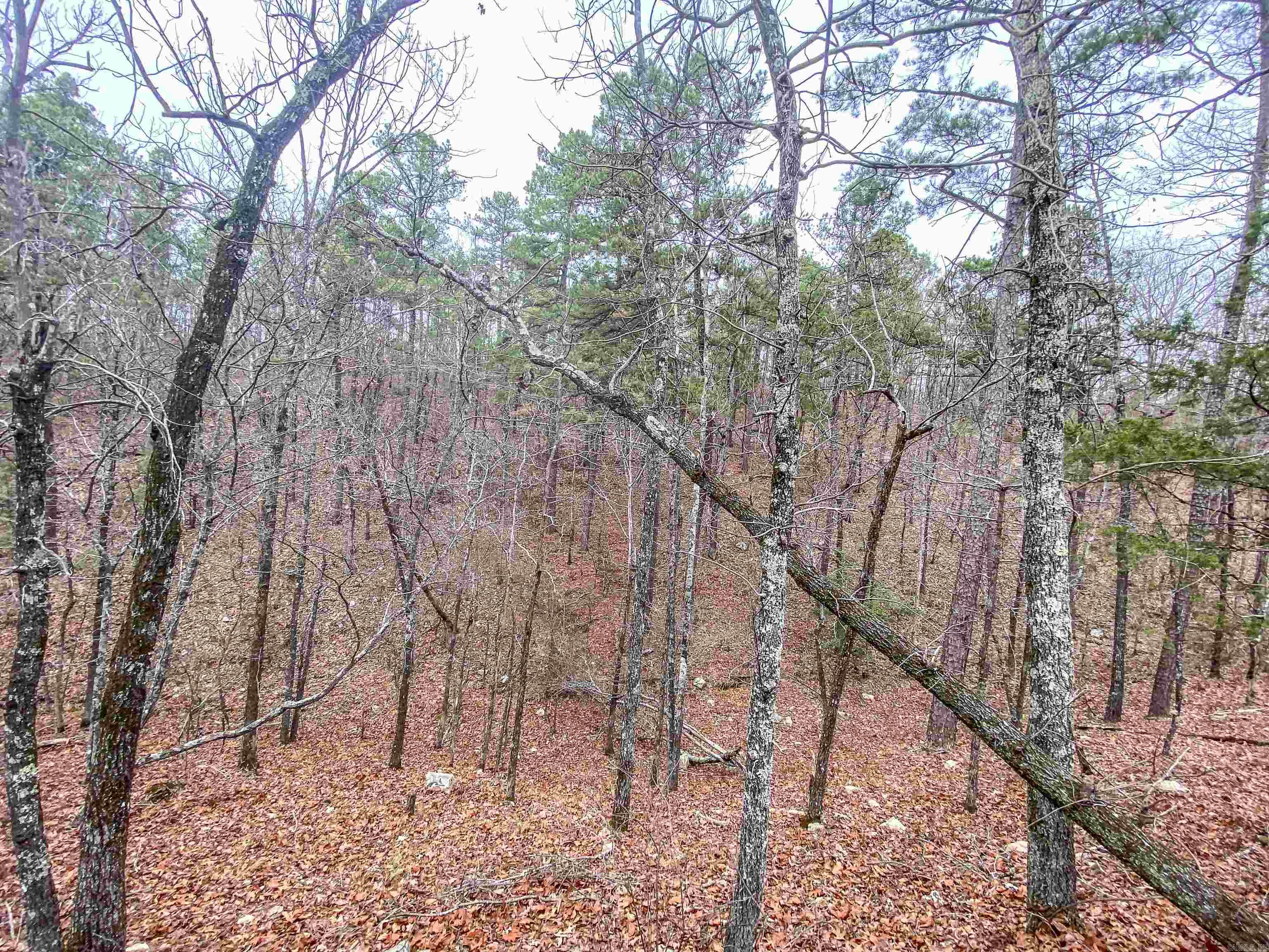 000  Shorthorn  Hot Springs, AR
