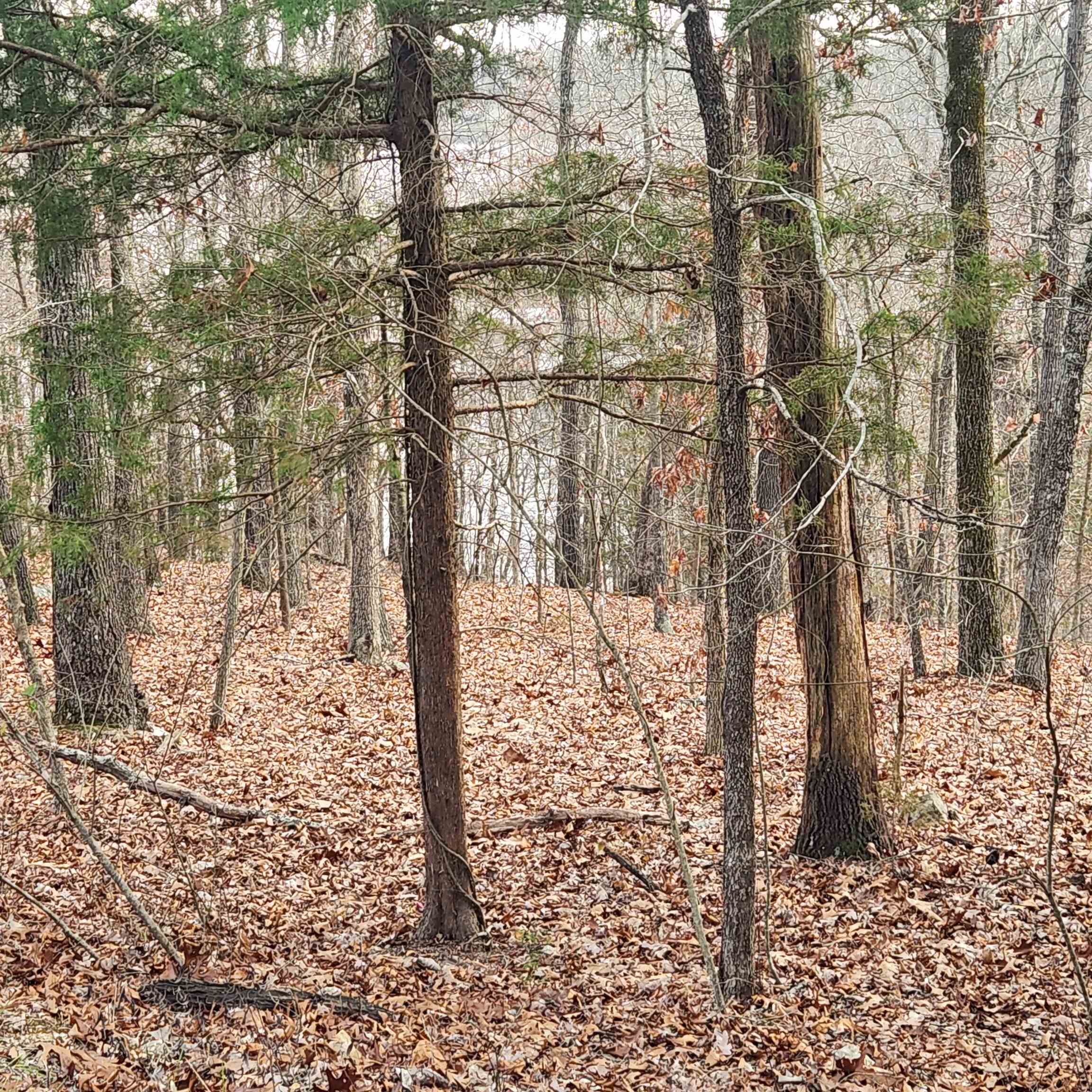 307-403  Alexander Lot's 45-48 Crown View Horseshoe Bend, AR